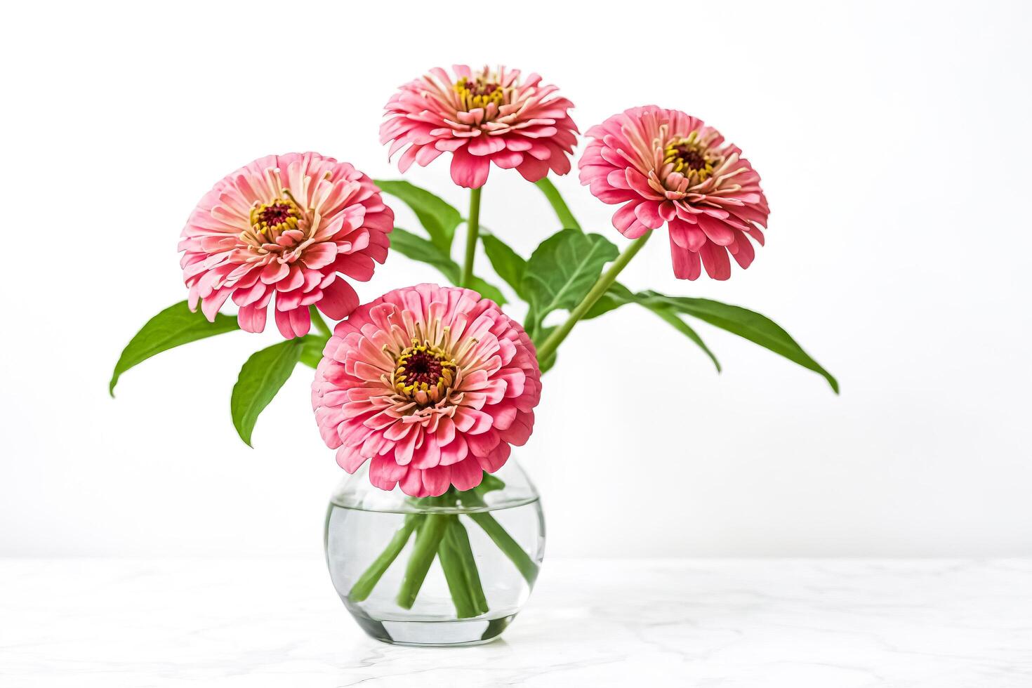 Pink Zinnia Flowers in a Glass Vase on a White Marble Surface photo