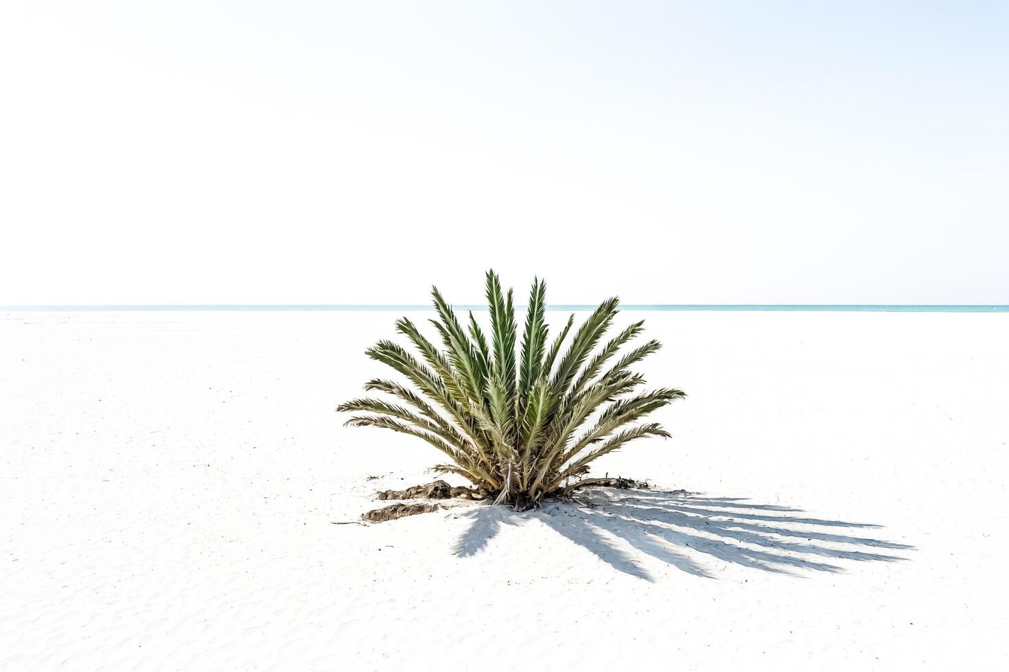 Palm Tree on a White Sandy Beach photo