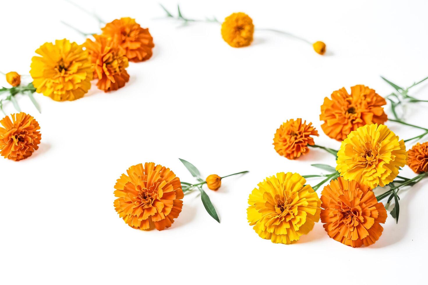 Orange and Yellow Flowers on a White Background photo