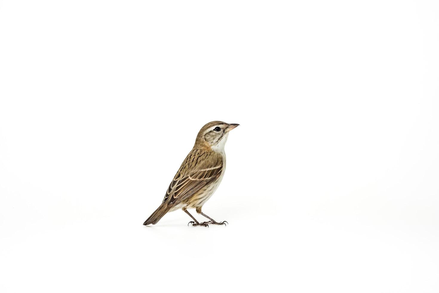 Small brown bird isolated on white background photo
