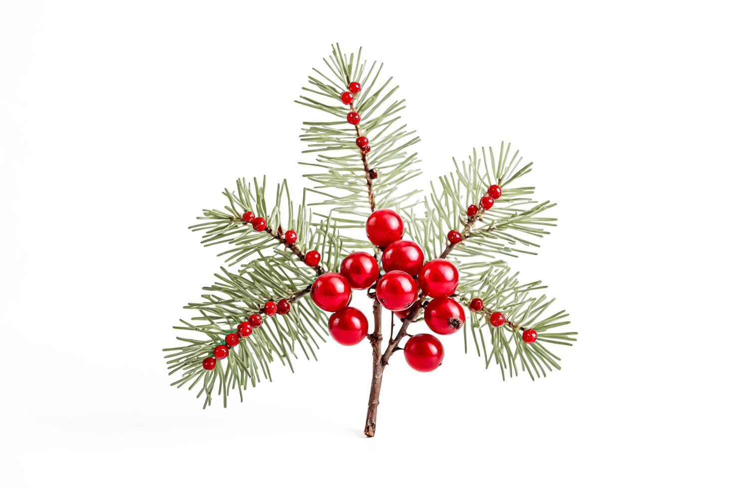 Green Fir Branch with Red Berries Isolated on White Background photo