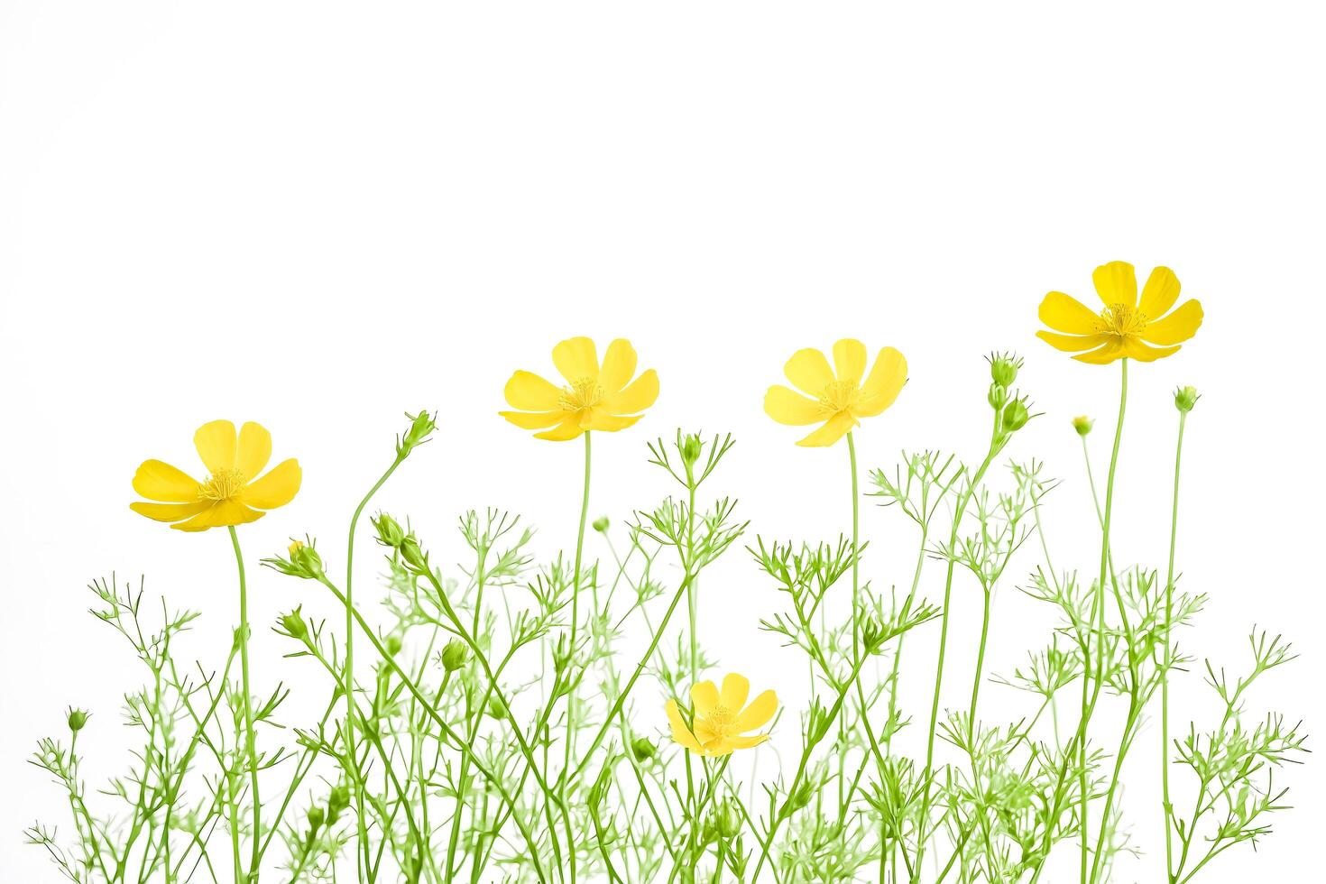 Yellow Wildflowers on a White Background photo