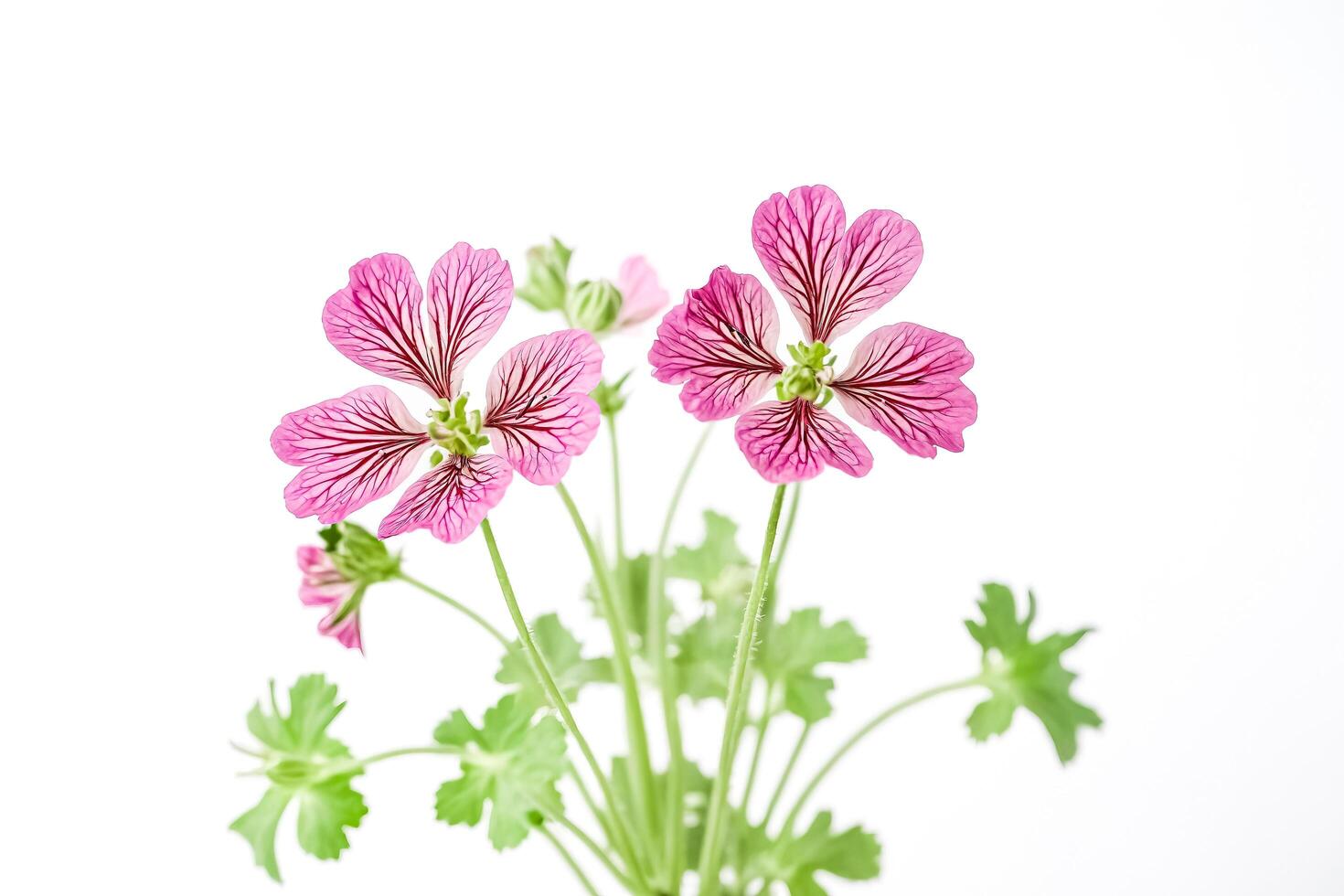 Pink Geranium Flowers with Green Leaves on White Background photo