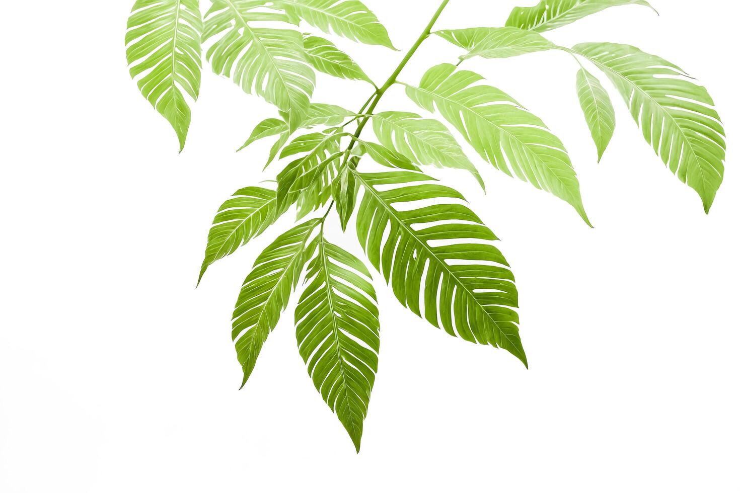 Green Leaf Branch Isolated On White Background photo