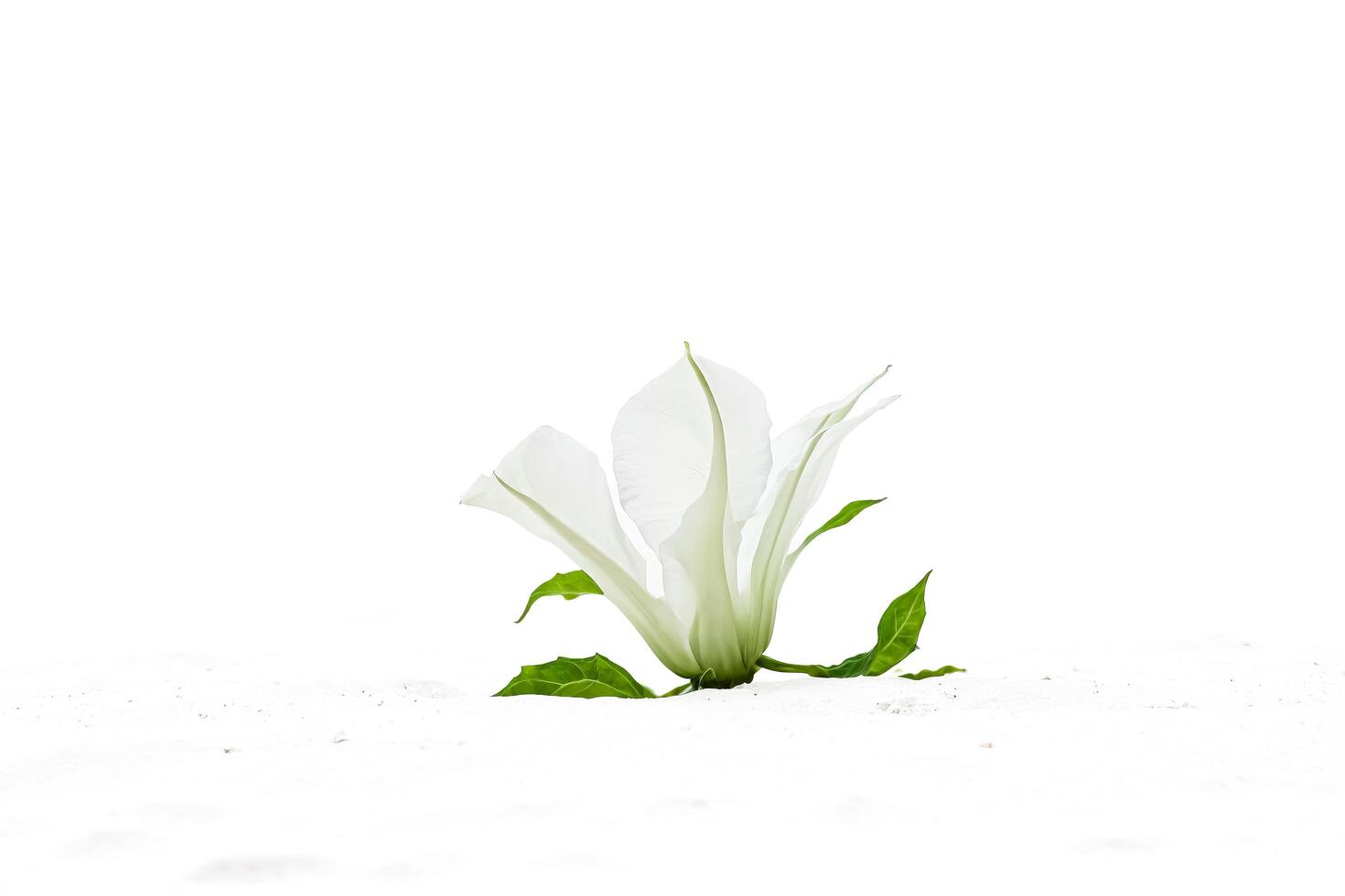 Single White Flower Blooming in Snow photo