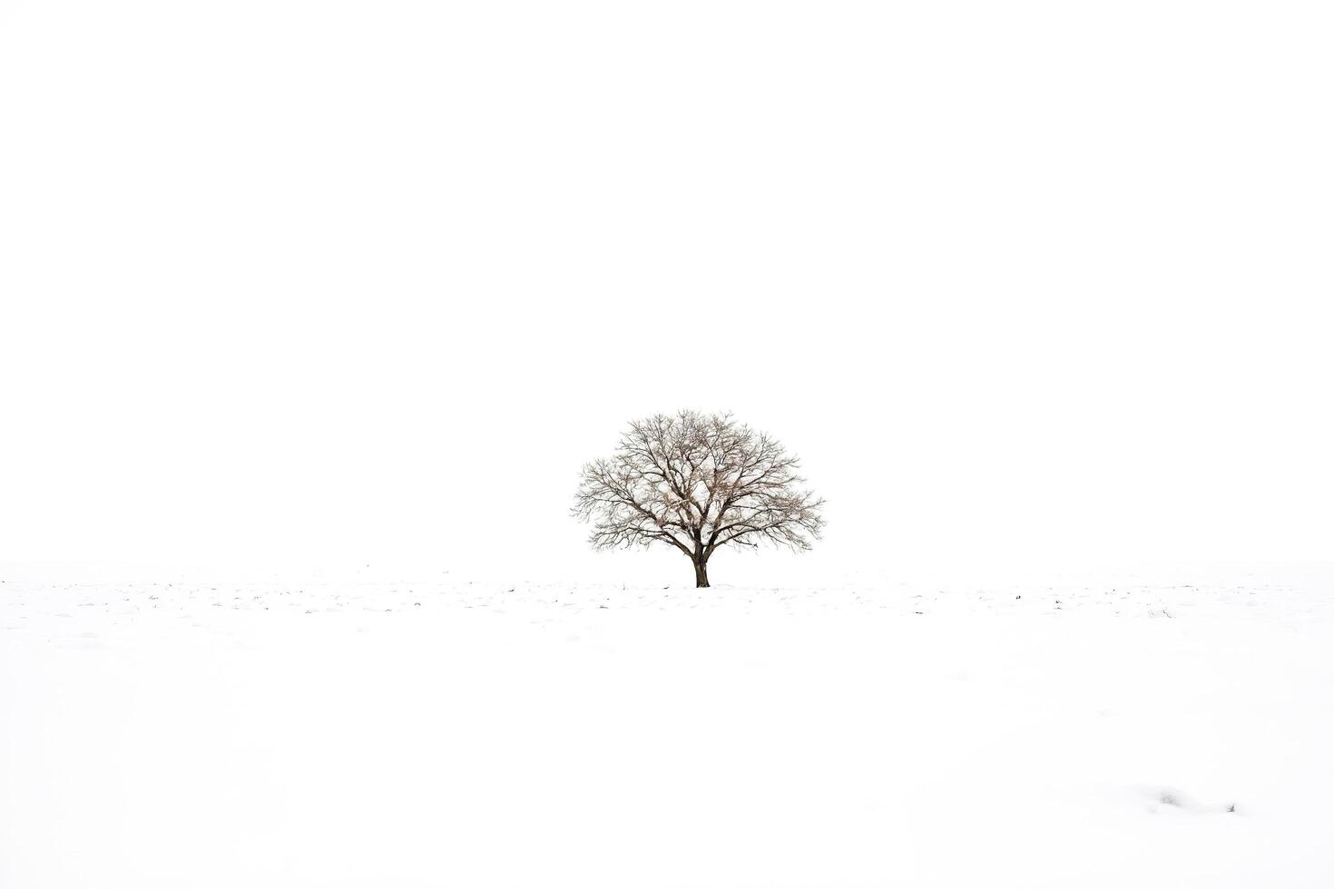 Lone Tree in a Wintery Landscape photo