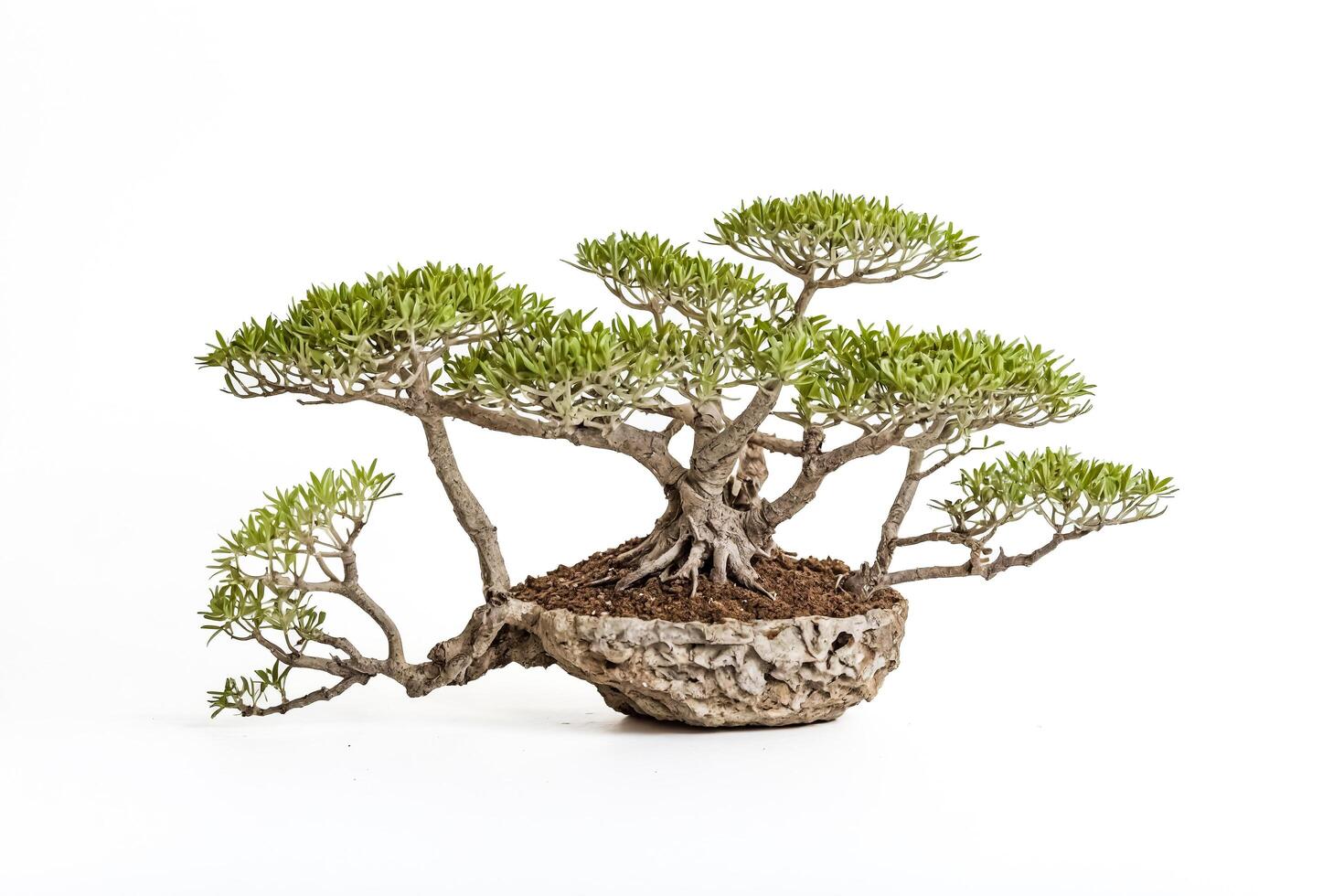 Bonsai Tree on White Background photo
