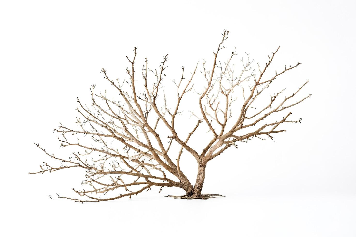 Dead Tree on White Background photo