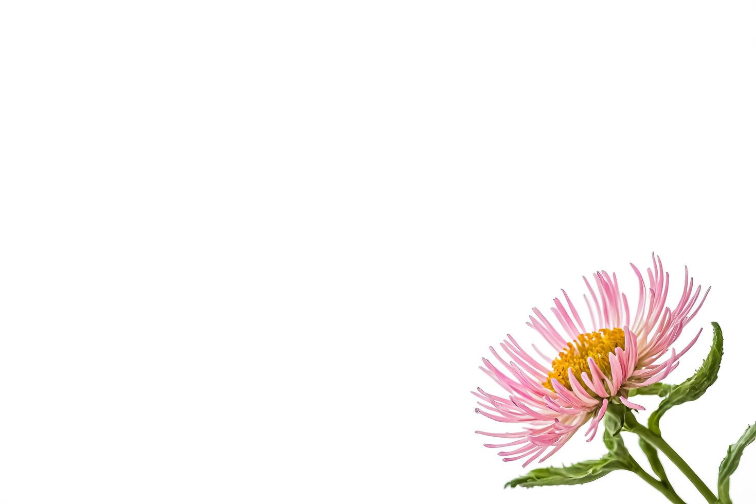 Pink Flower on White Background photo