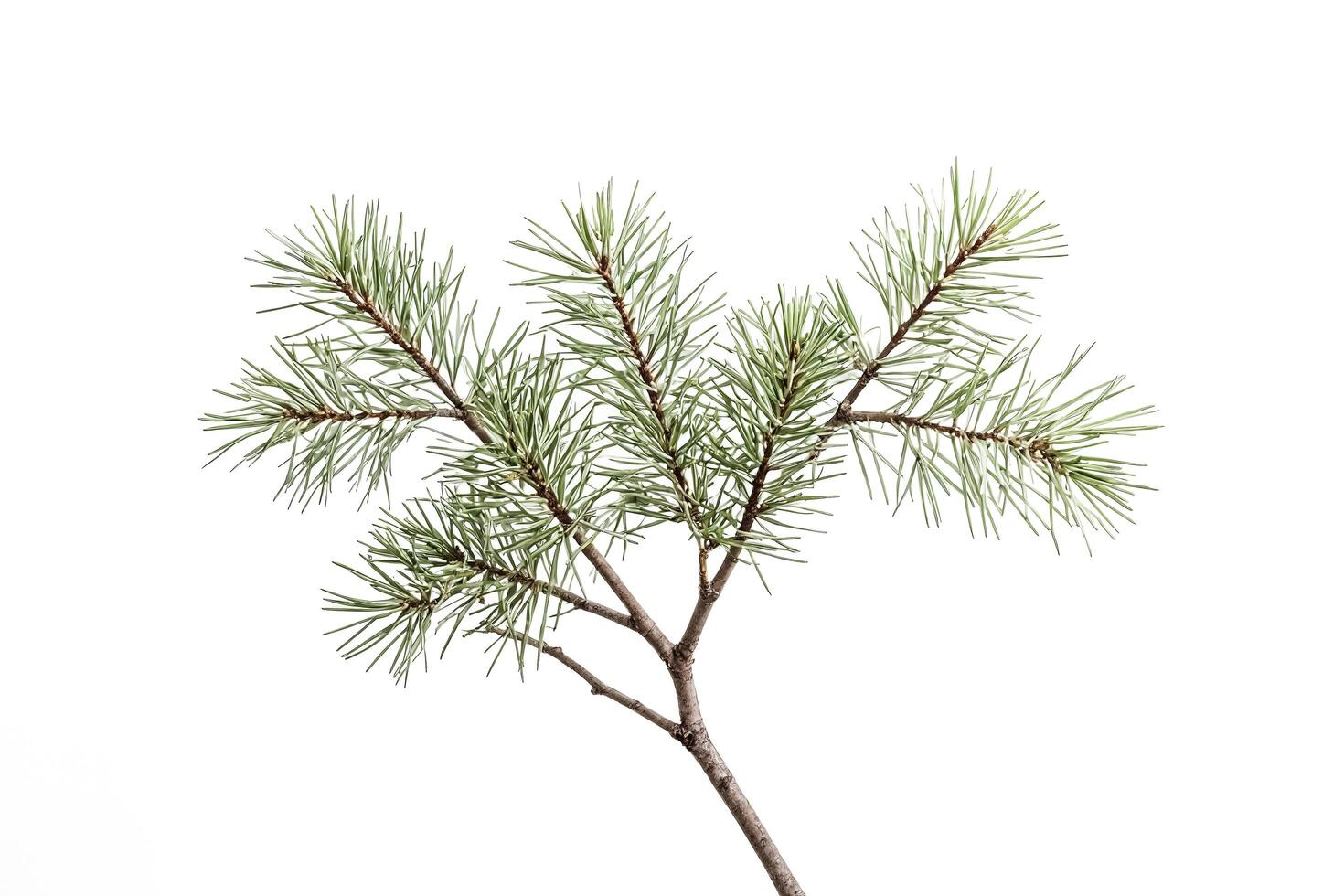 Pine branch isolated on white background photo