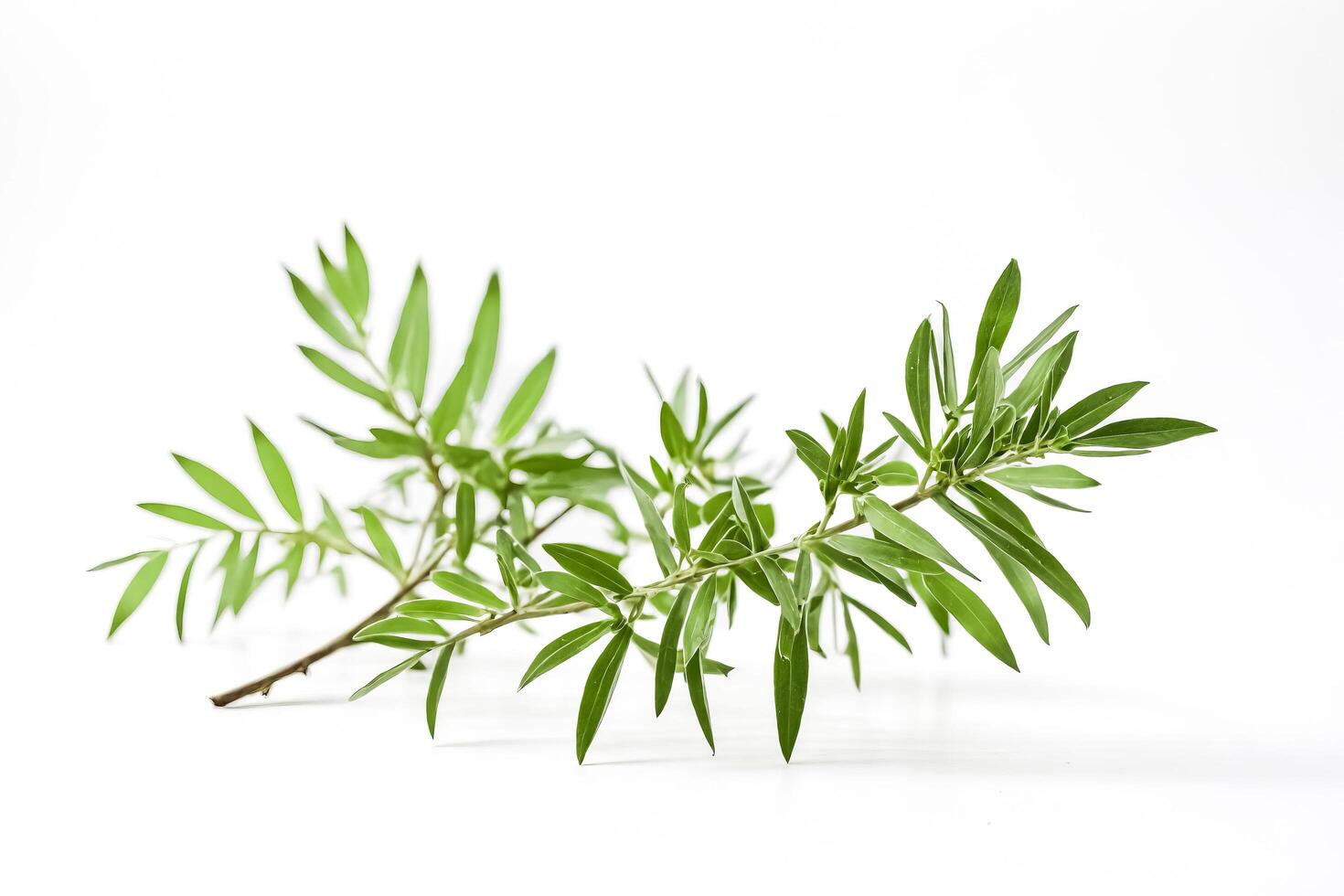 Green Branch with White Background photo