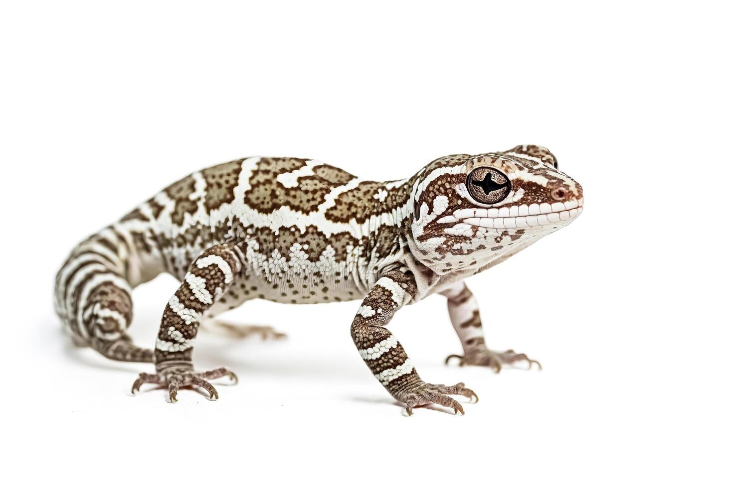 Leopard Gecko Close Up photo