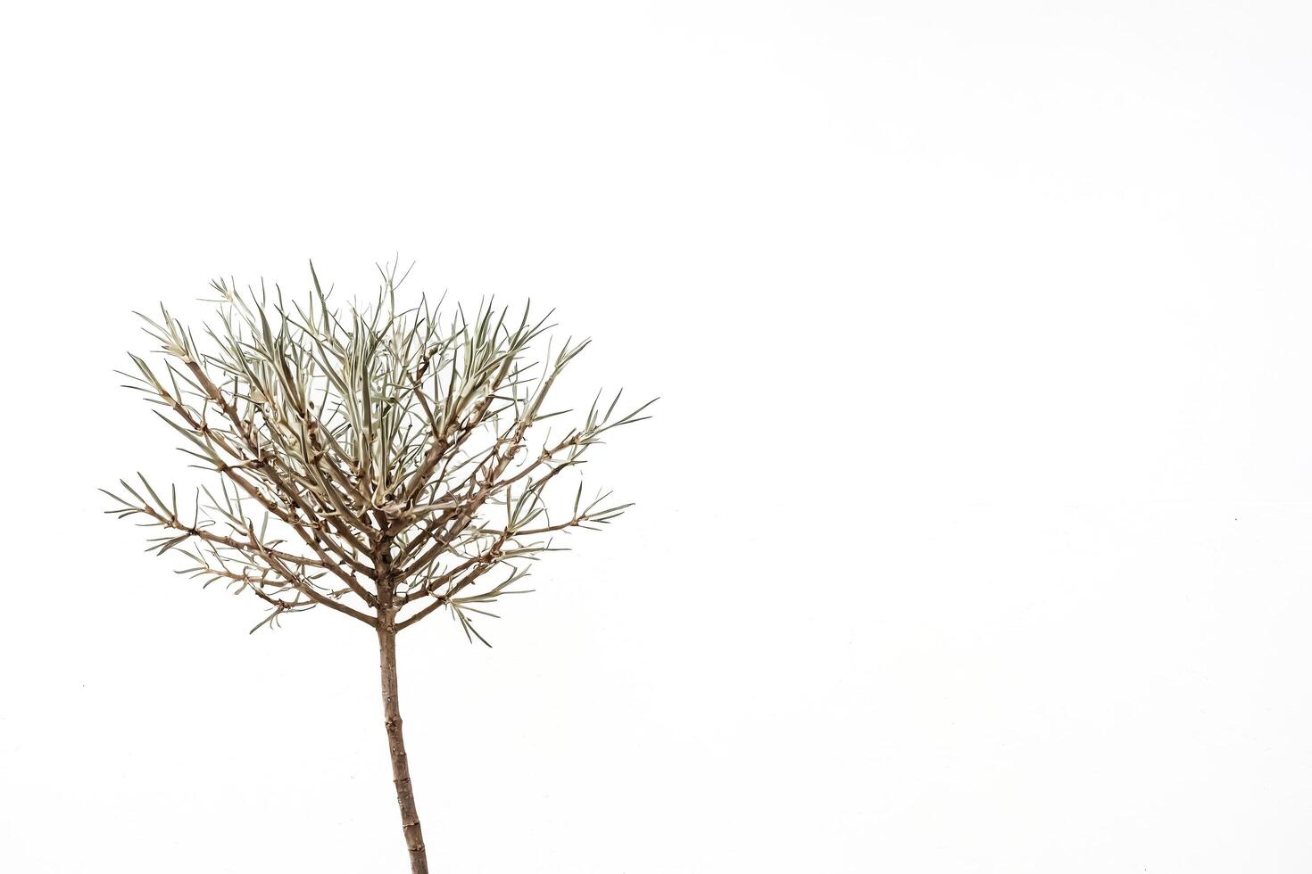 Minimalist Branch on White Background photo