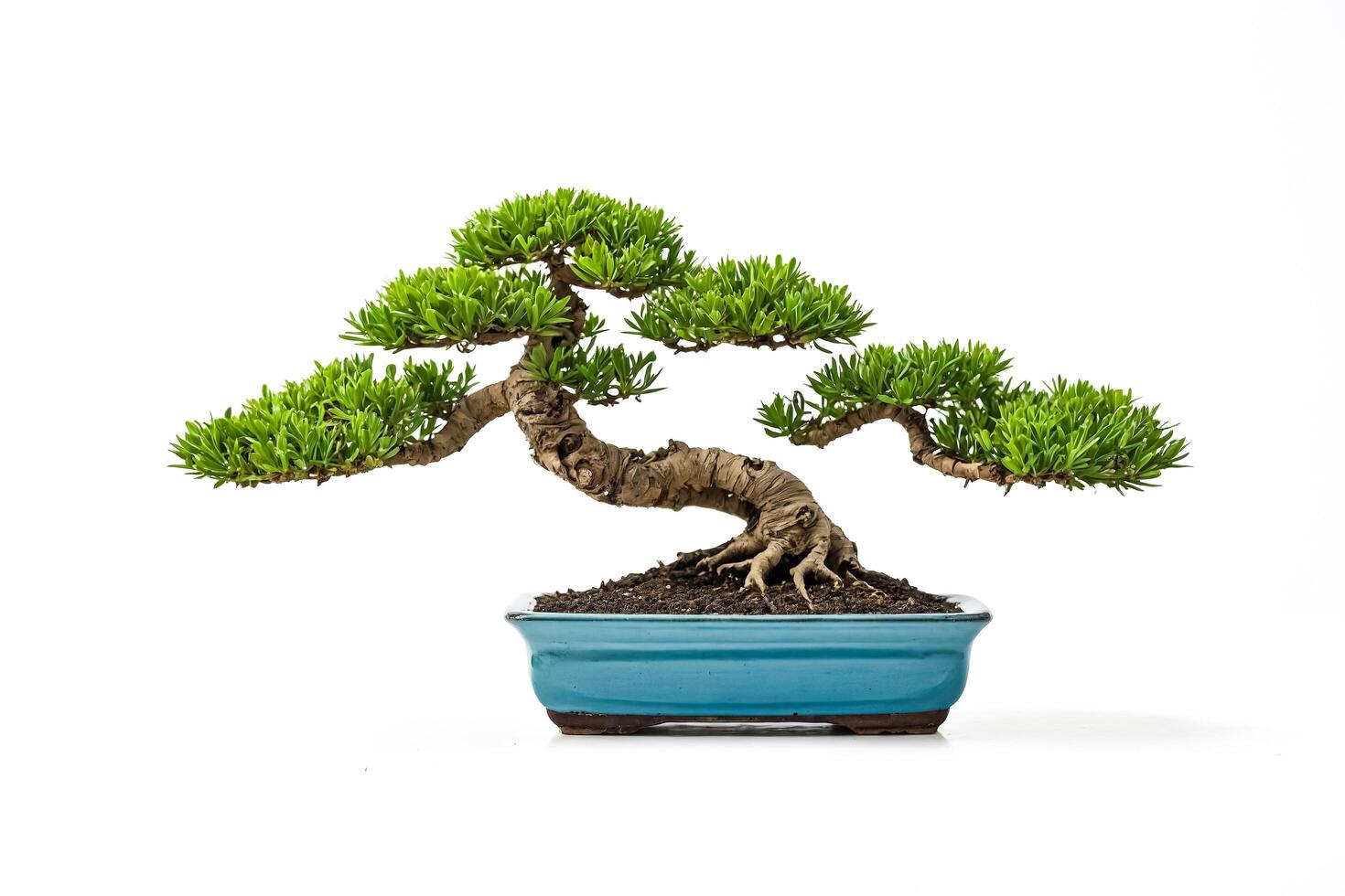 Bonsai Tree in Blue Pot photo