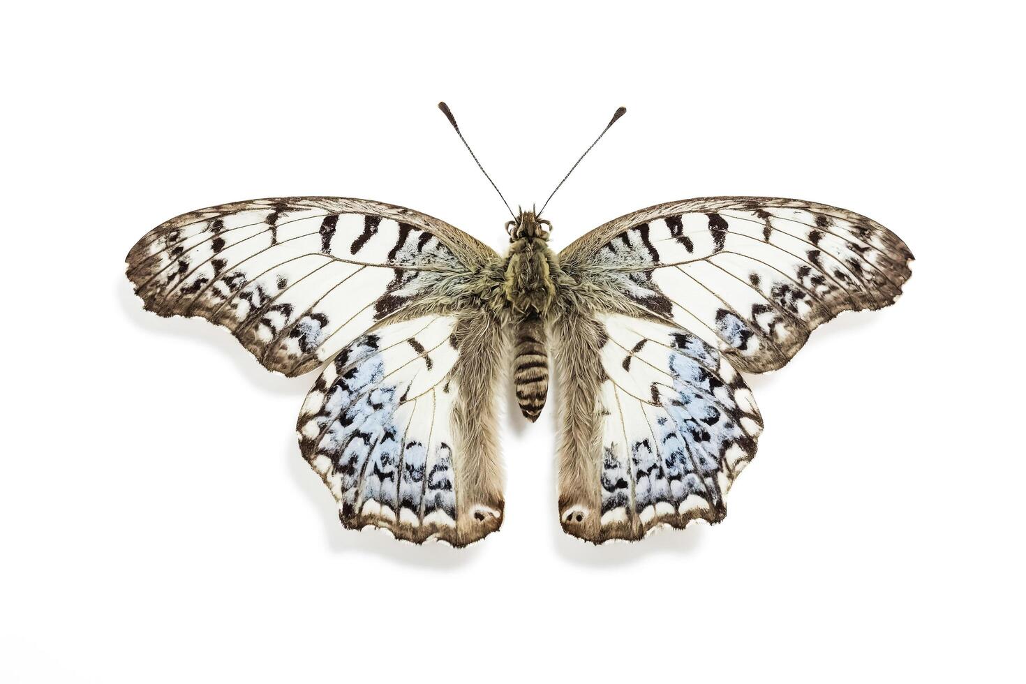 Closeup of a  butterfly with white and black wings photo