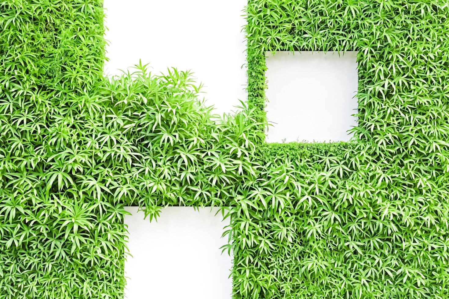 Green Wall with White Frames photo