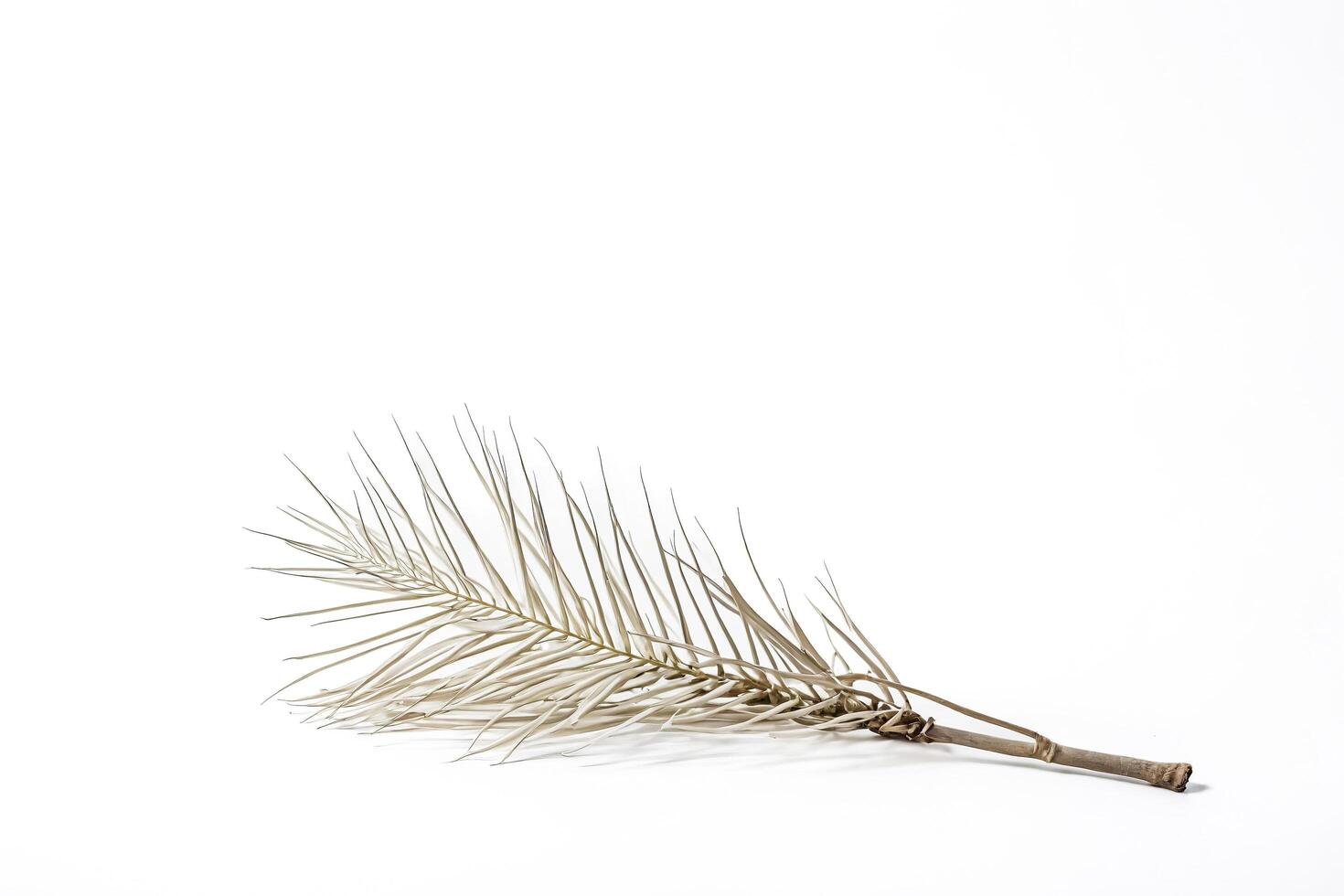 Dried palm leaf on white background photo