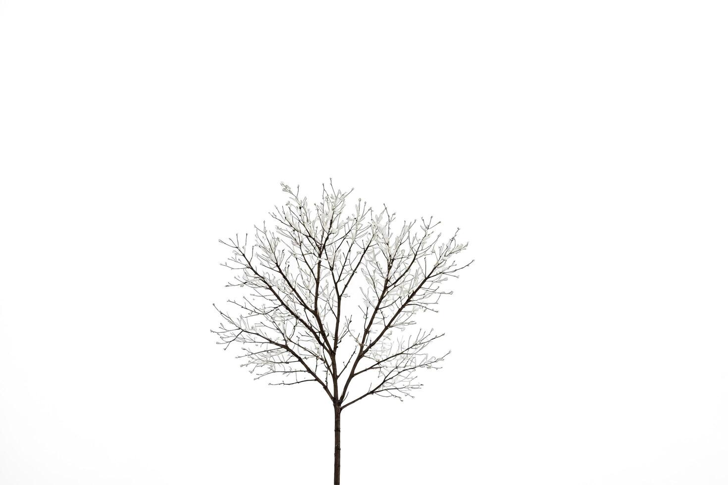 Bare Tree Branch Against White Sky photo