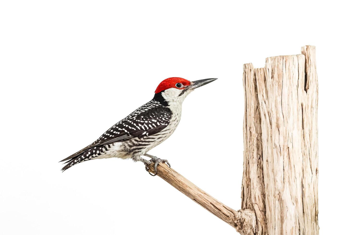 Red-crowned Woodpecker Perched on a Branch photo