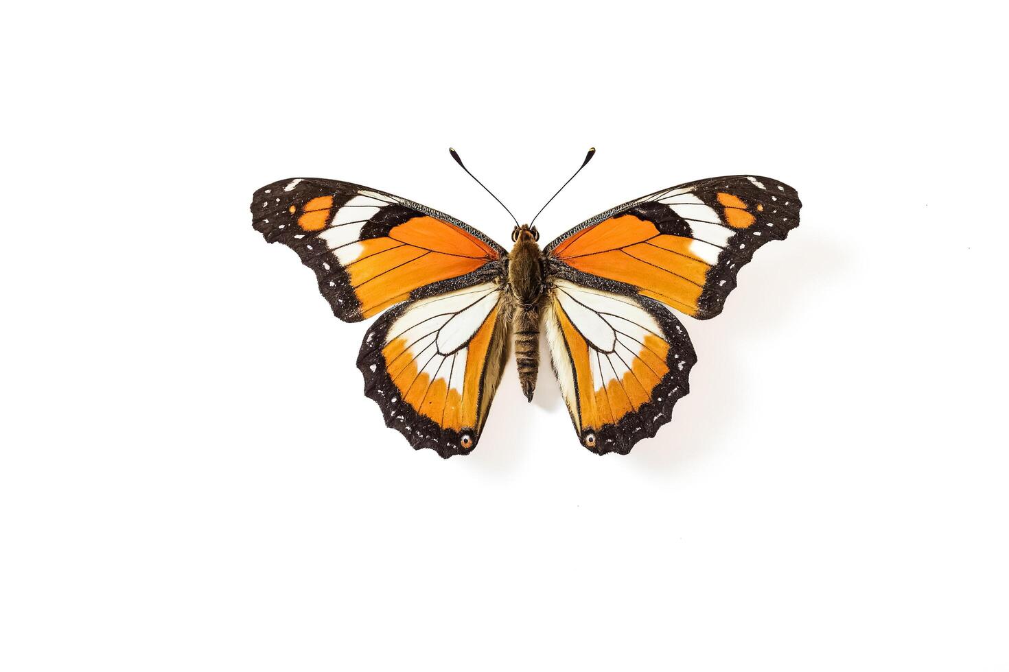 Orange and Black Butterfly Isolated on White photo