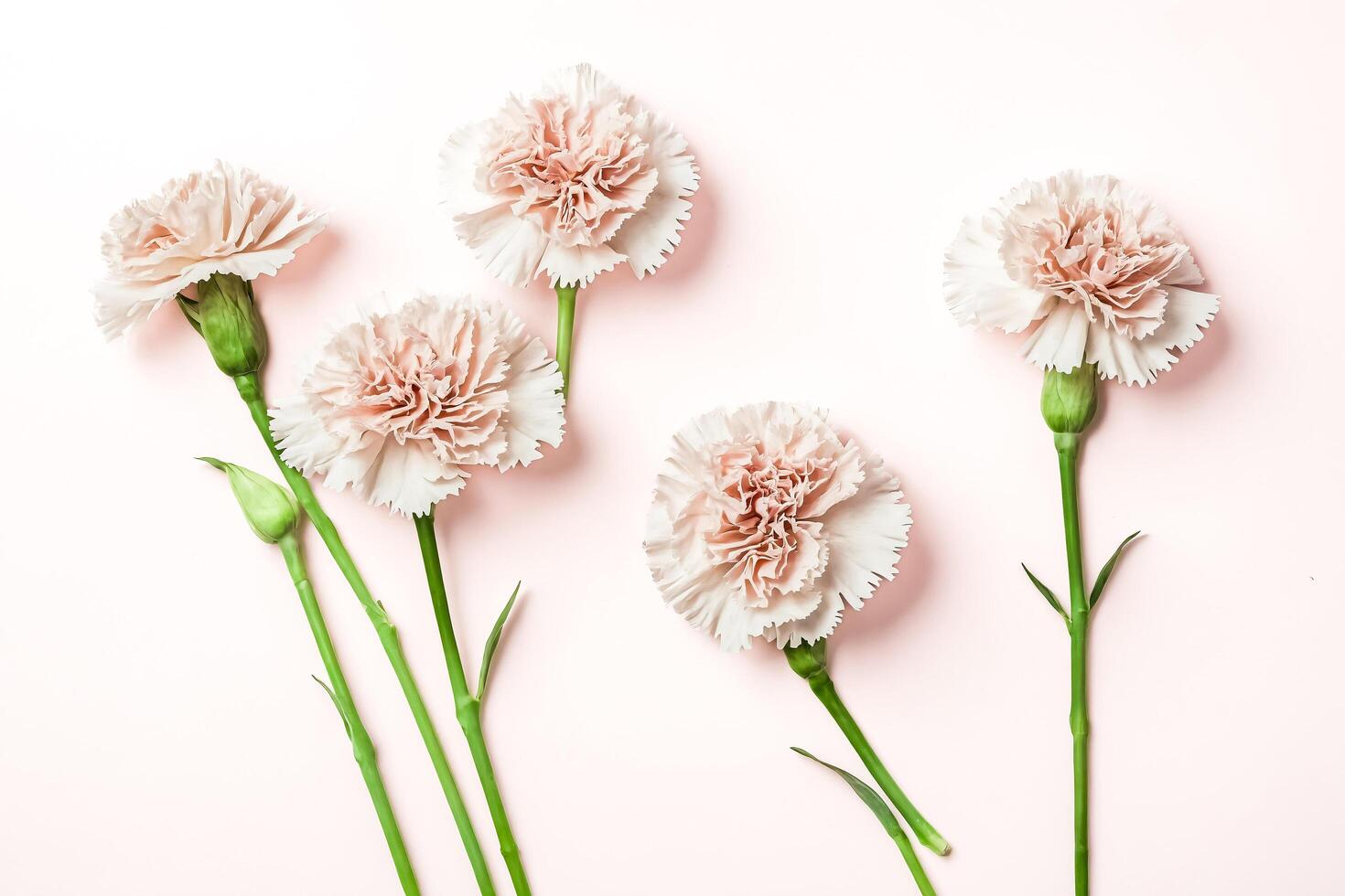 Delicate Pink Carnations on a Pastel Background photo