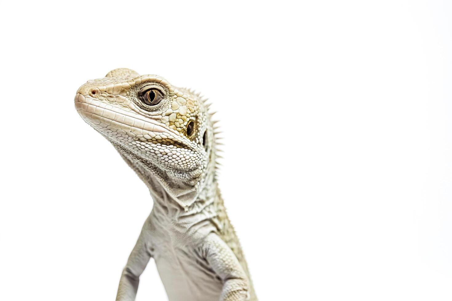 Close-up of a lizard's head against a white background photo