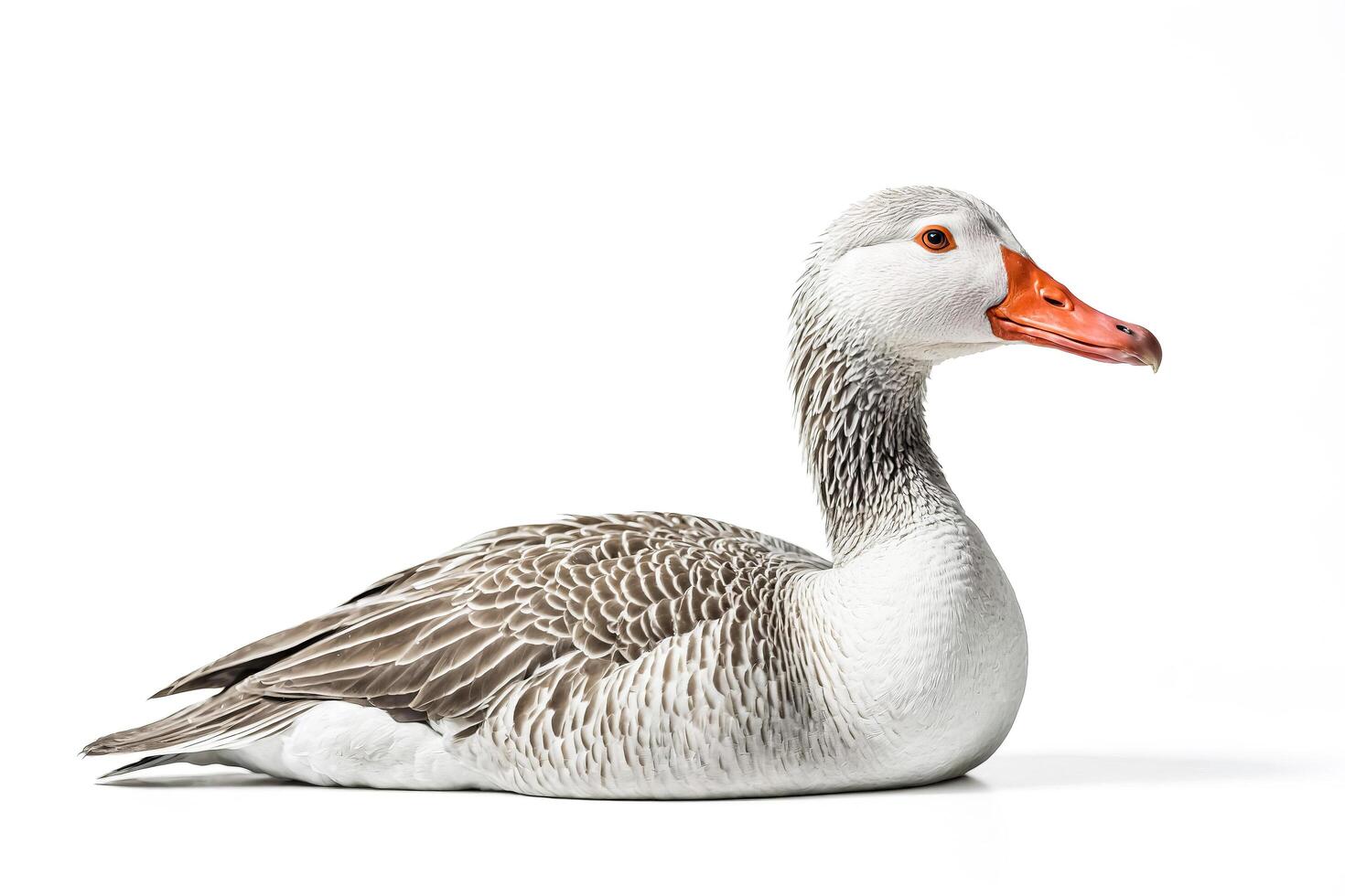 Goose Isolated on White Background photo