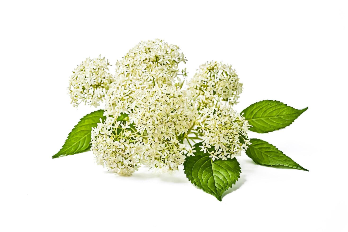 White hydrangea flower isolated on white background photo