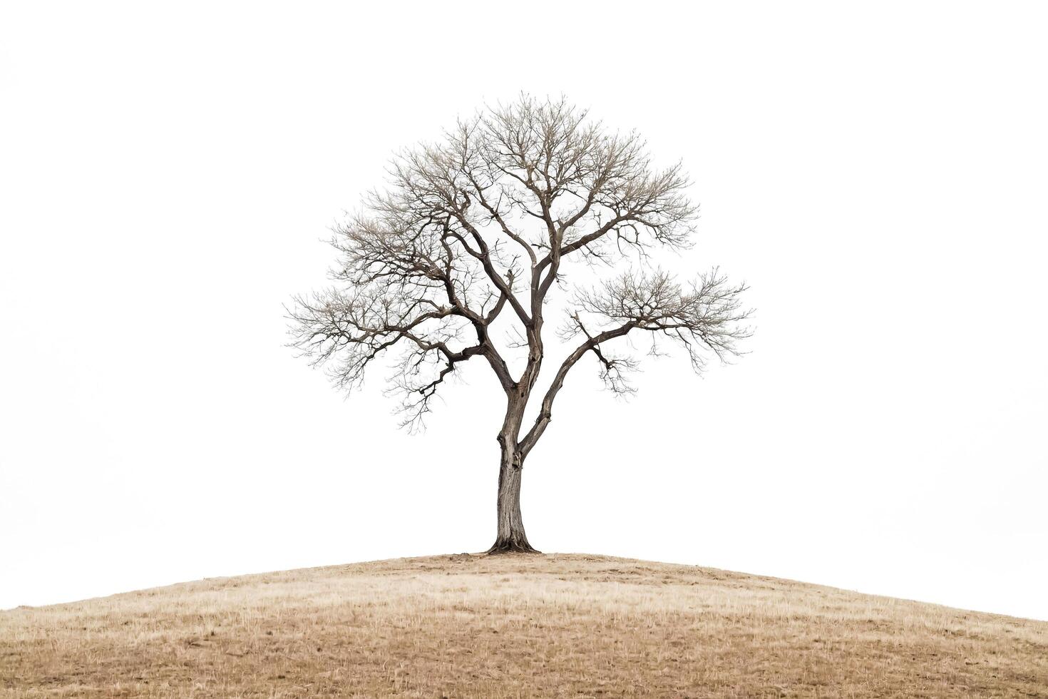 Lone Tree on a Hill photo