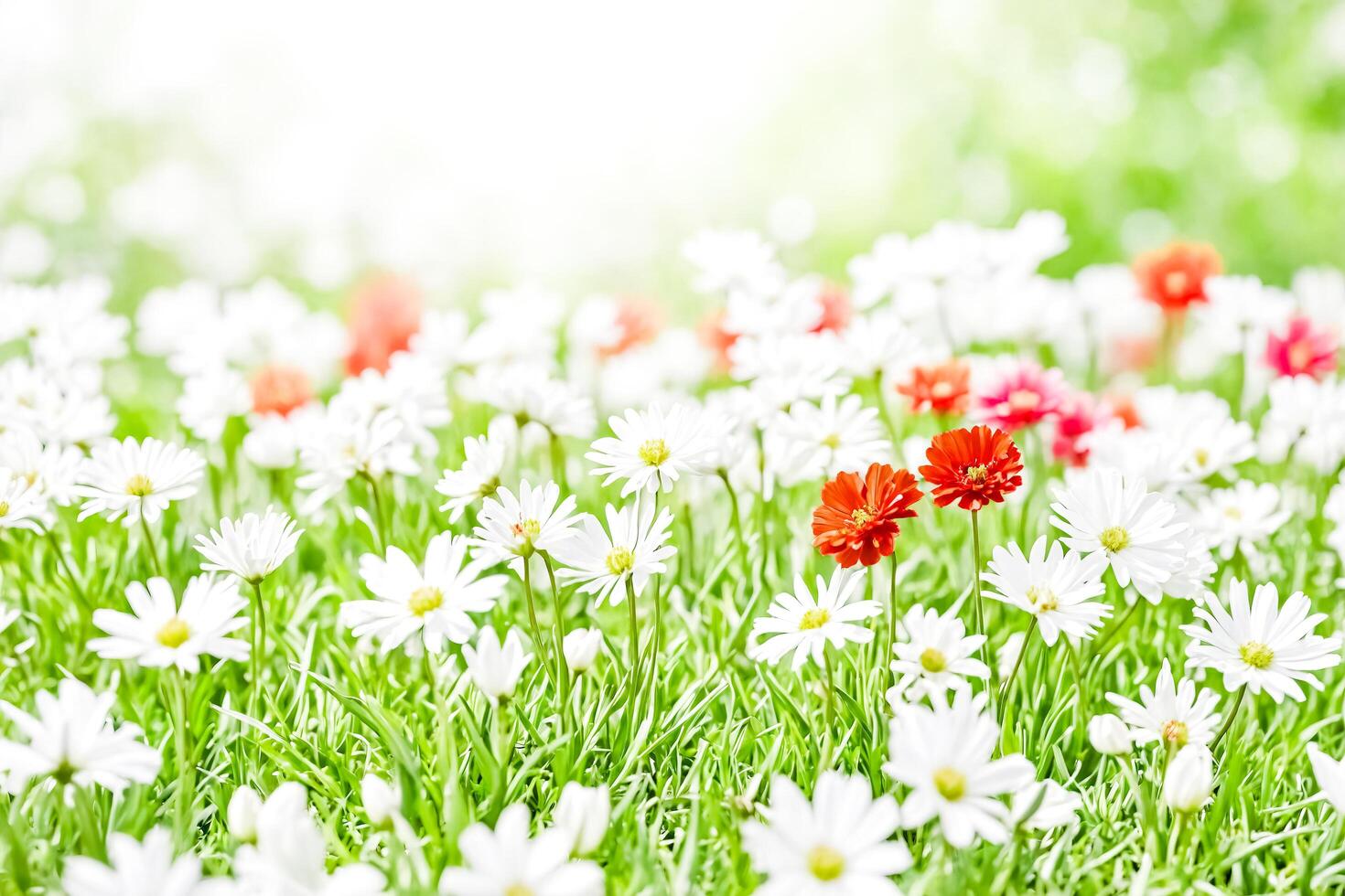 White daisies and red poppies in a field of green grass photo
