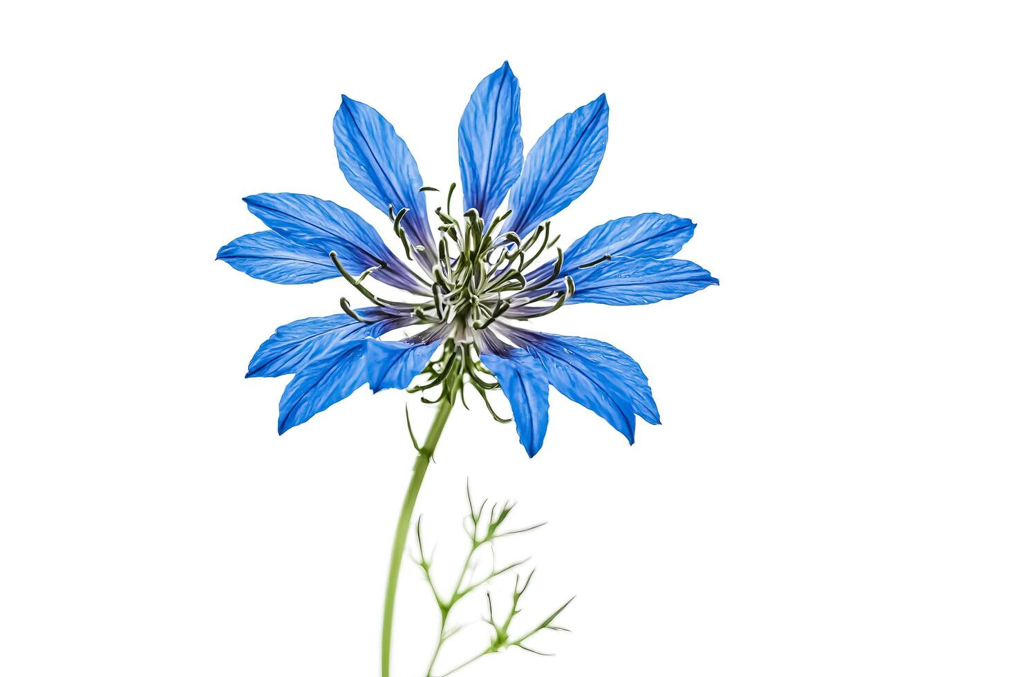 Blue Flower with White Background photo