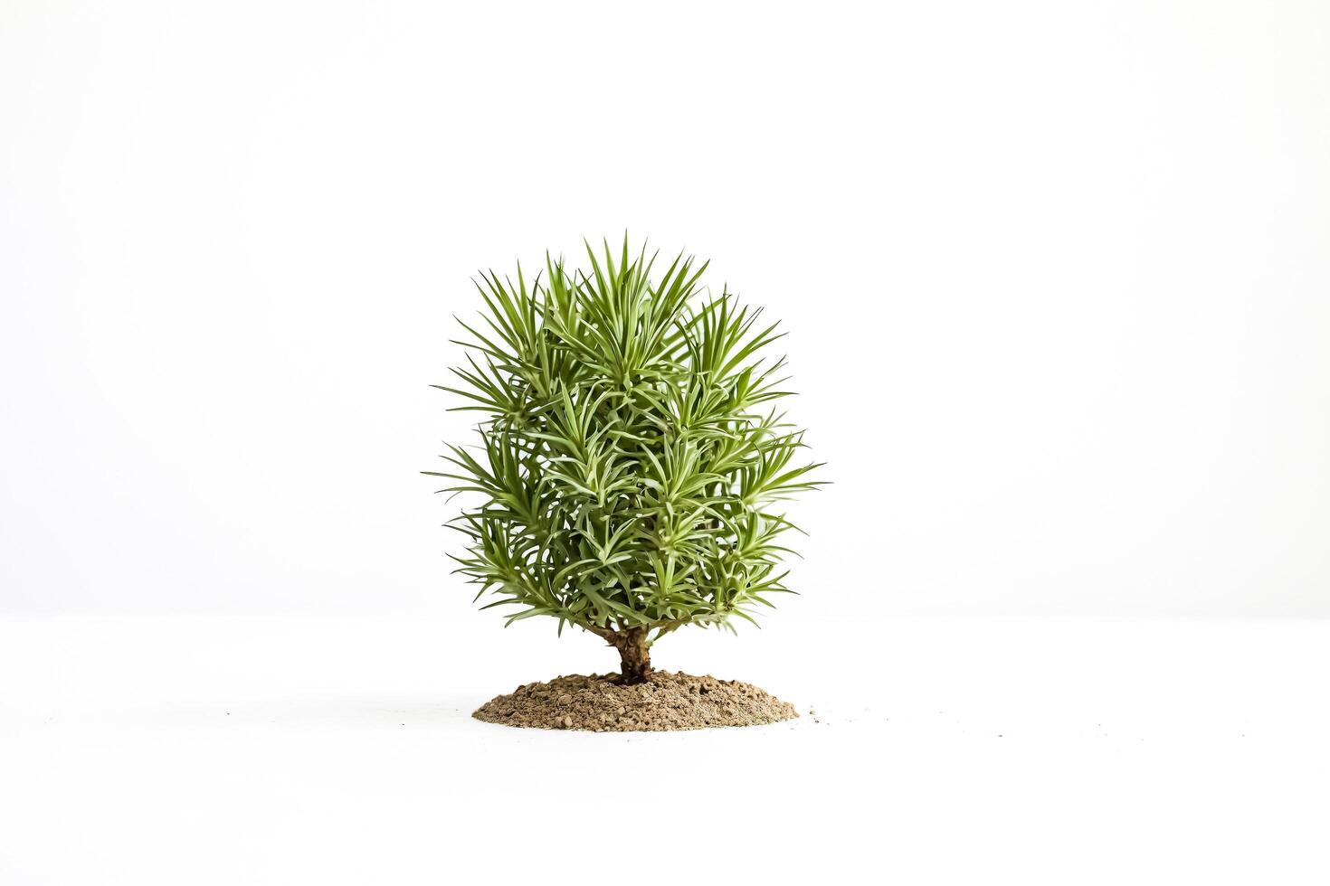 Small Plant in Dirt Mound on White Background photo
