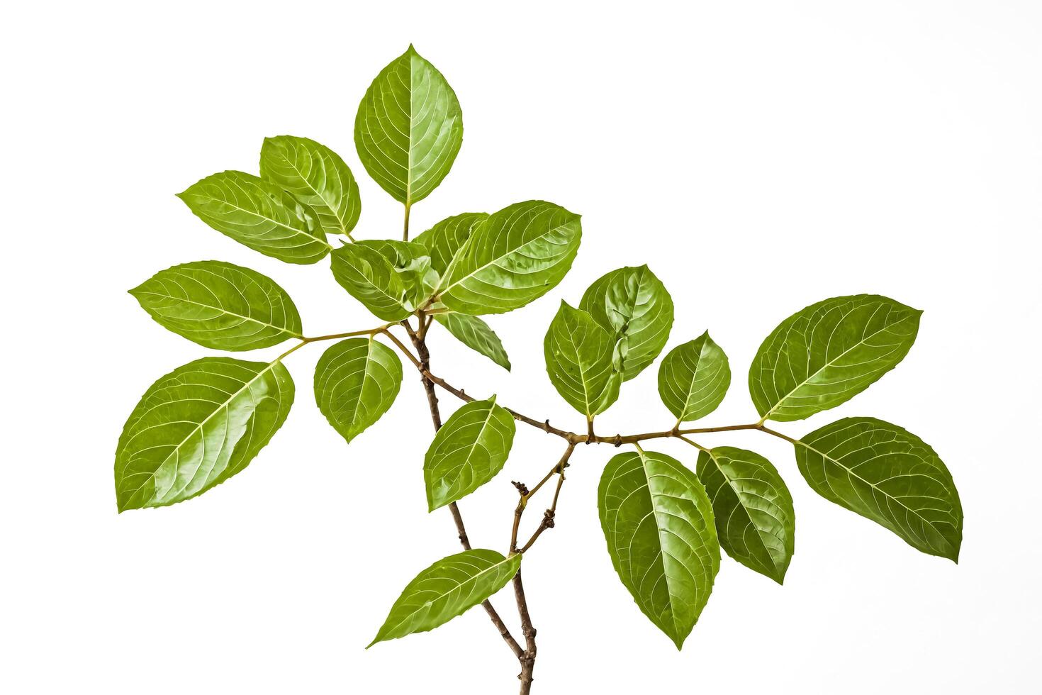 Closeup of Green Leaves on a Branch photo