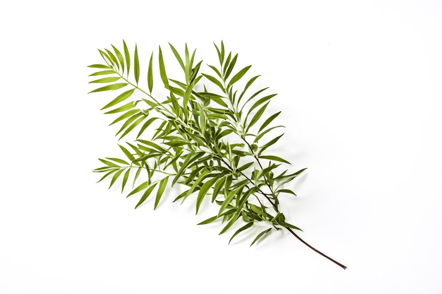 Green Branch with White Background photo