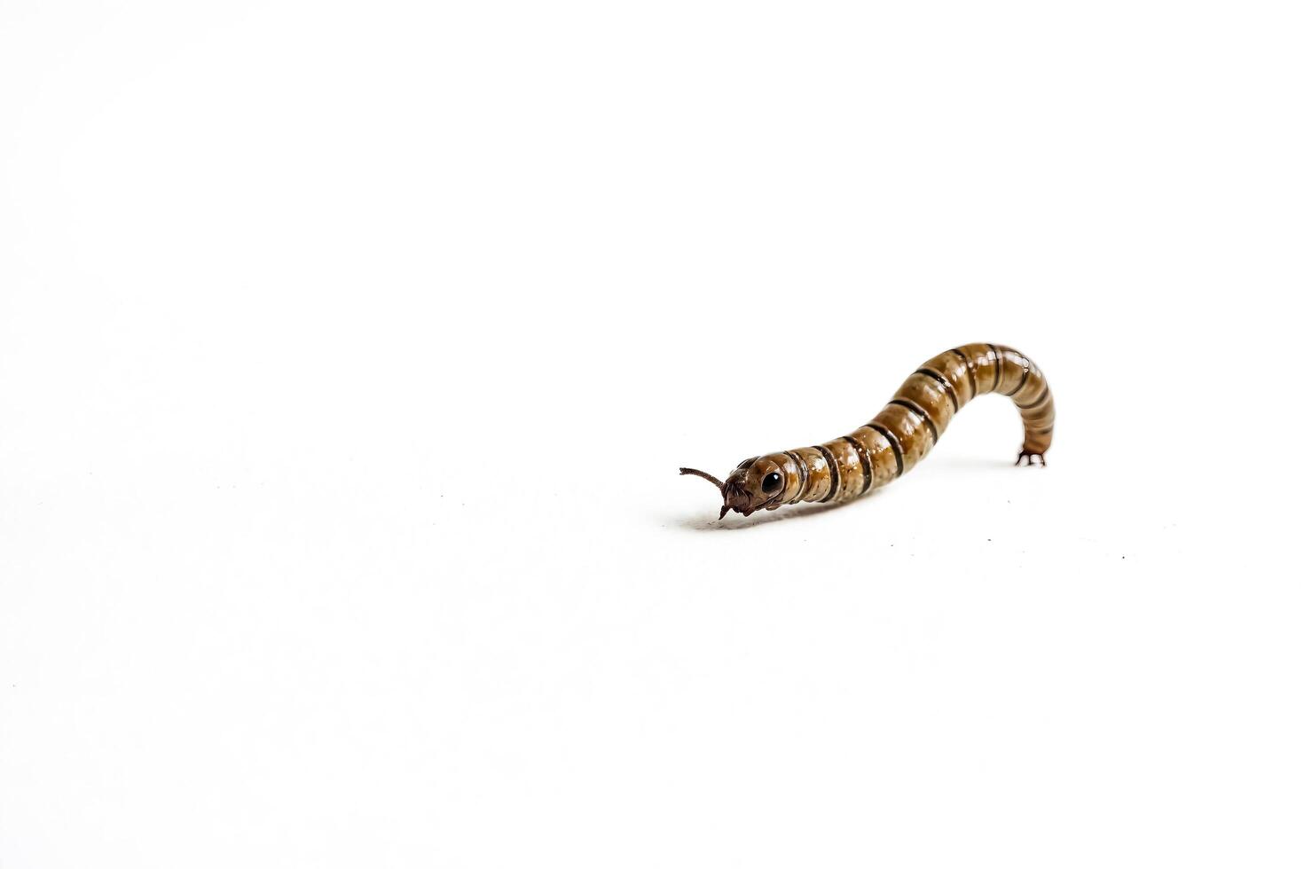 Closeup of a Mealworm Crawling on a White Surface photo