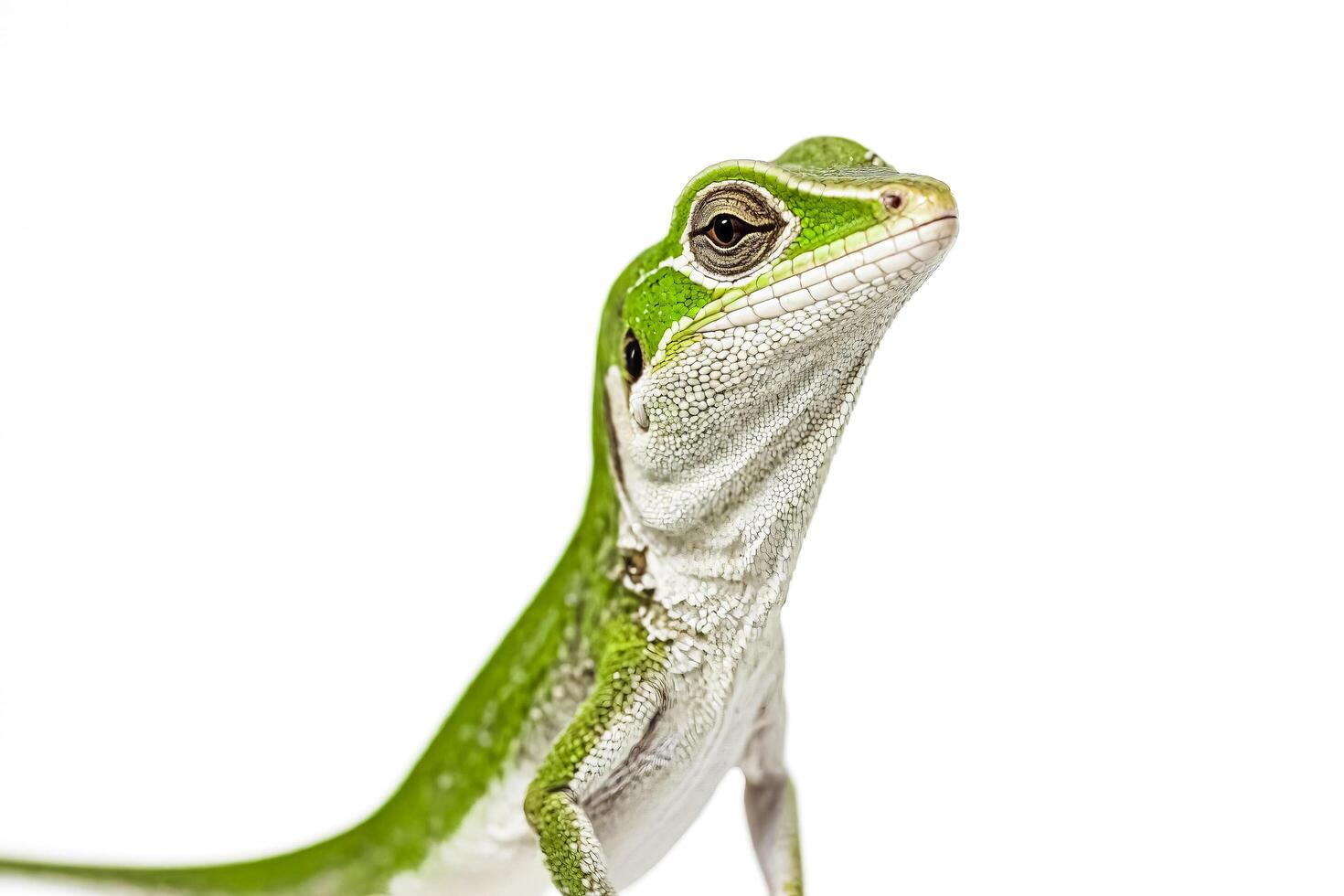 Green Anole Lizard Close-Up photo