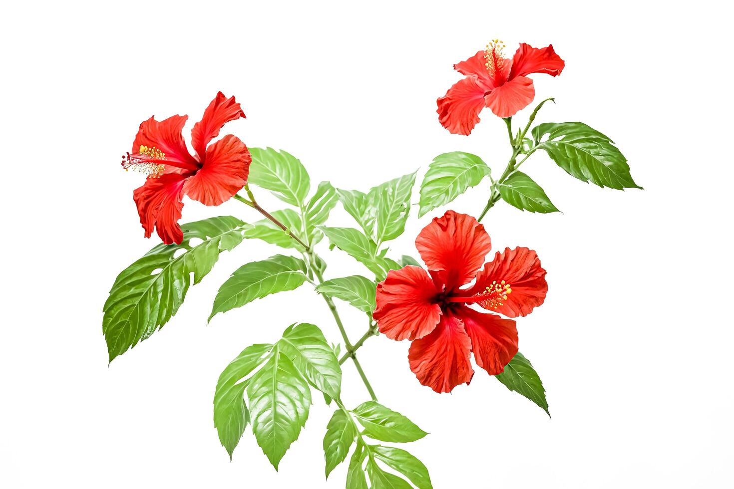 Red Hibiscus Flower with Green Leaves Isolated on White Background photo