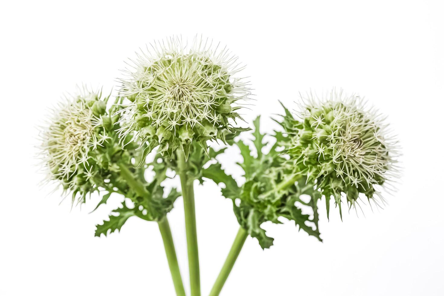 Closeup of three white thistle flowers photo