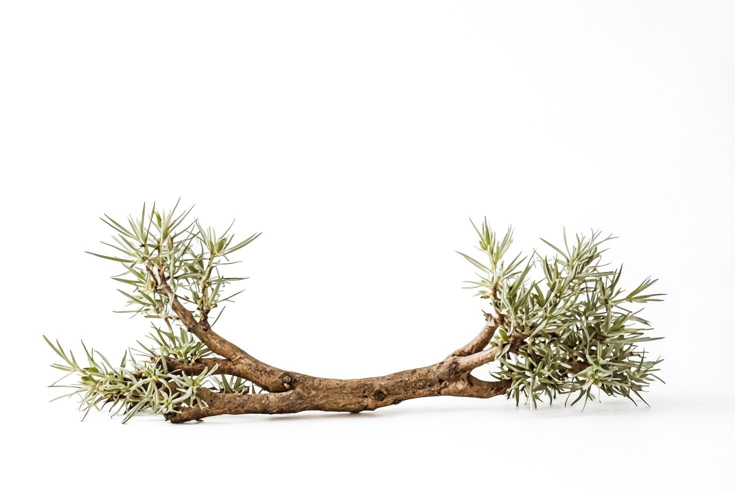 Green Branch with White Background photo