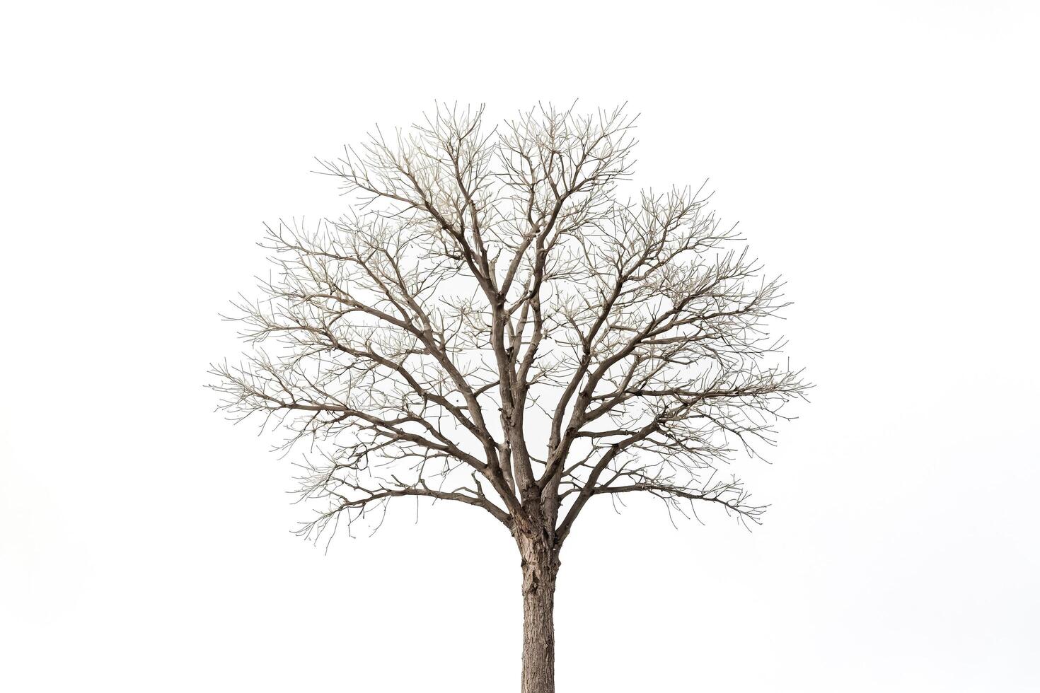 Bare Tree Silhouette Against a White Background photo
