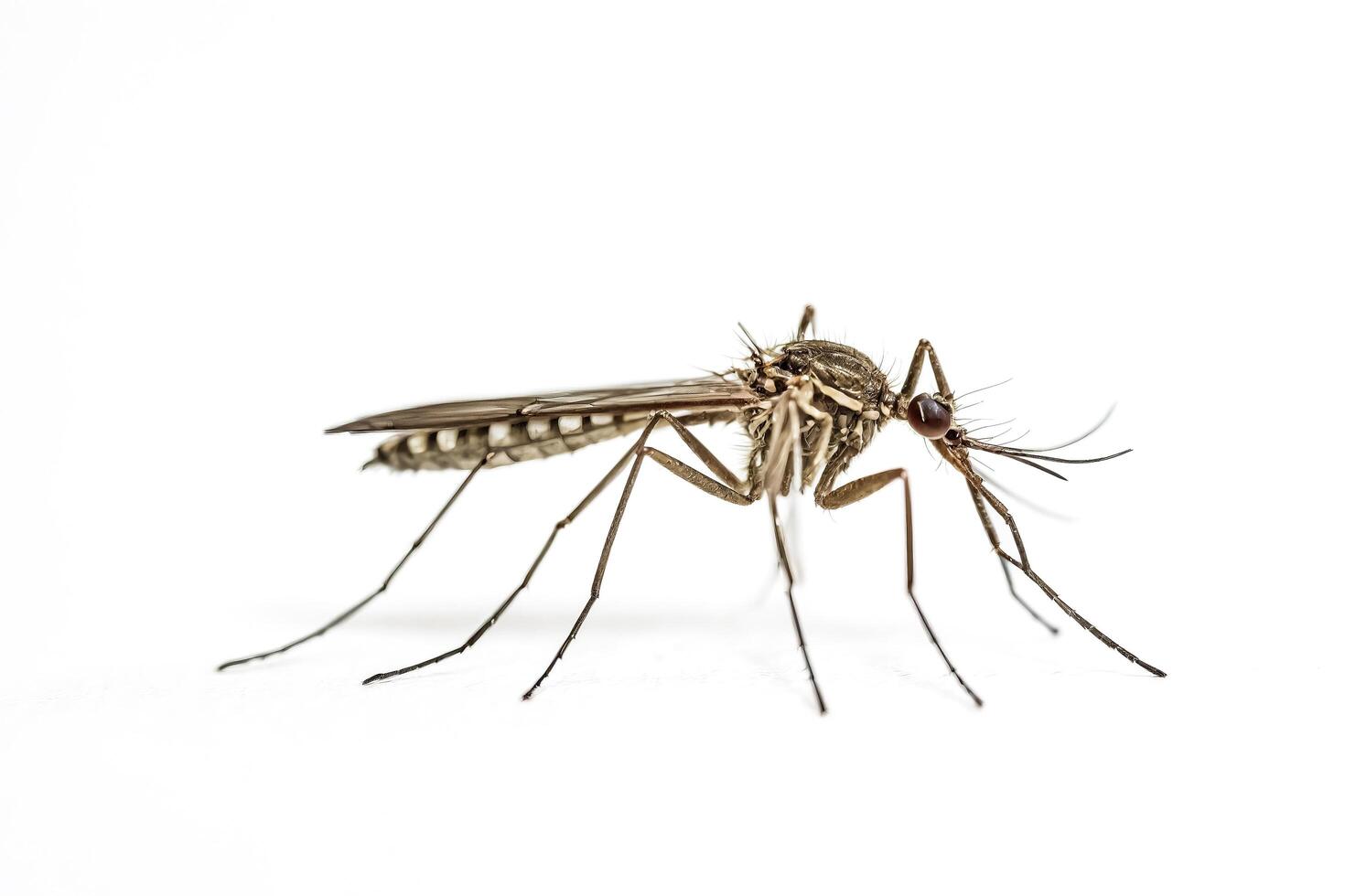 Close Up Of A Mosquito On White Background photo