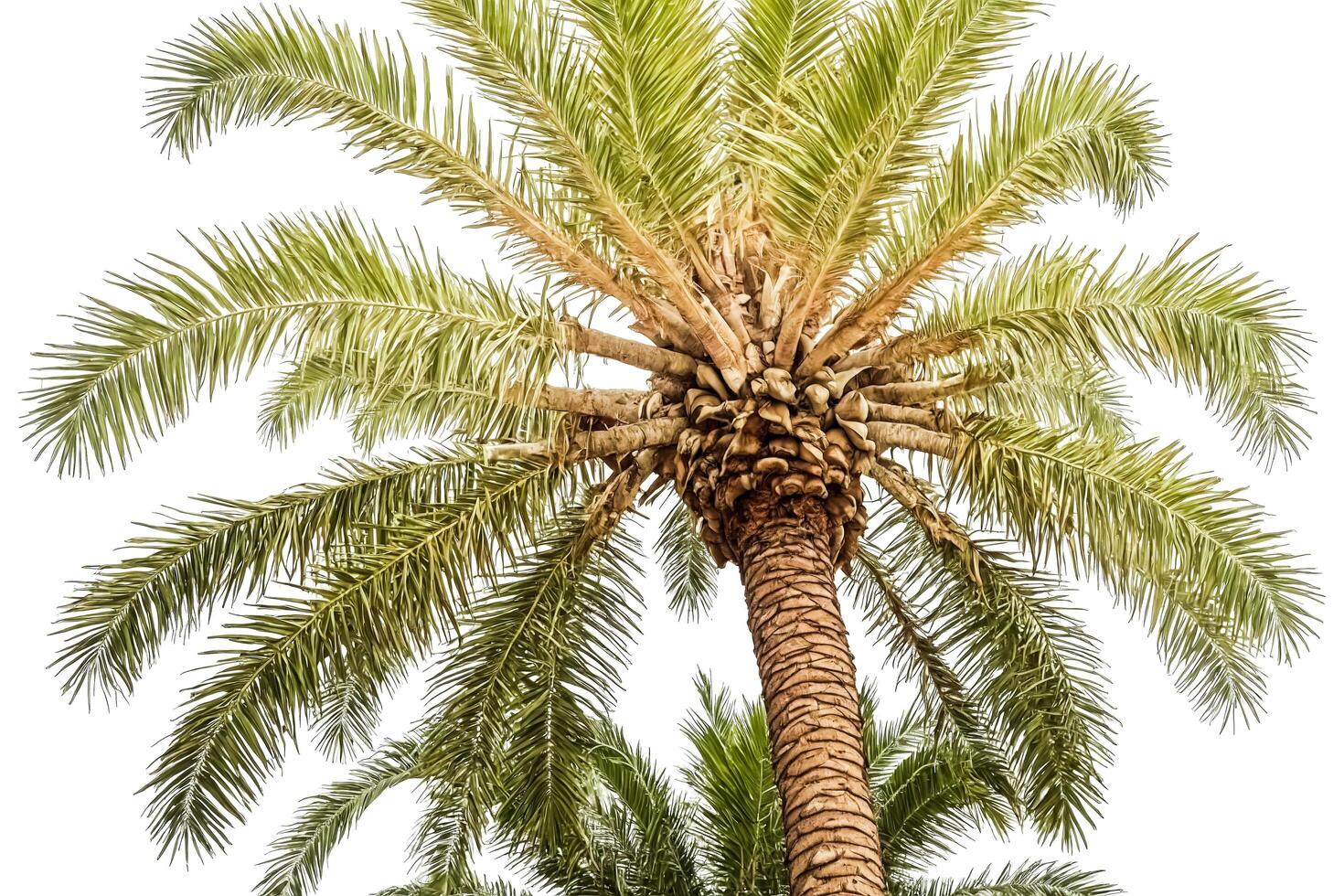 Palm Tree Trunk and Fronds Isolated on White photo