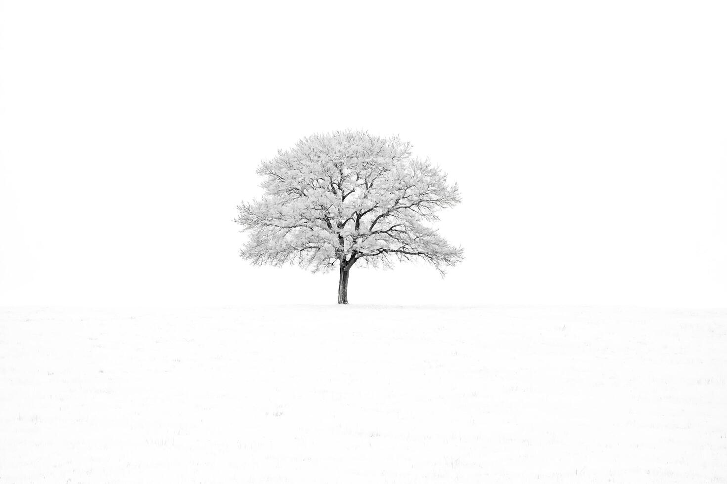 Lone Tree in a Snowy Field photo