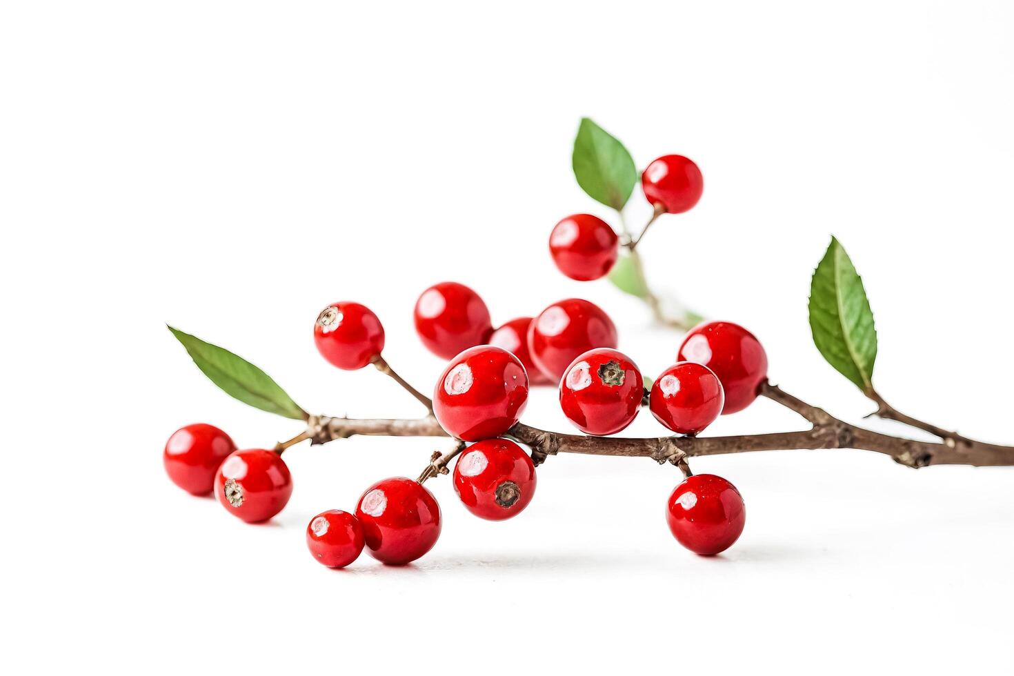 Red Berries and Green Leaves on a White Background photo