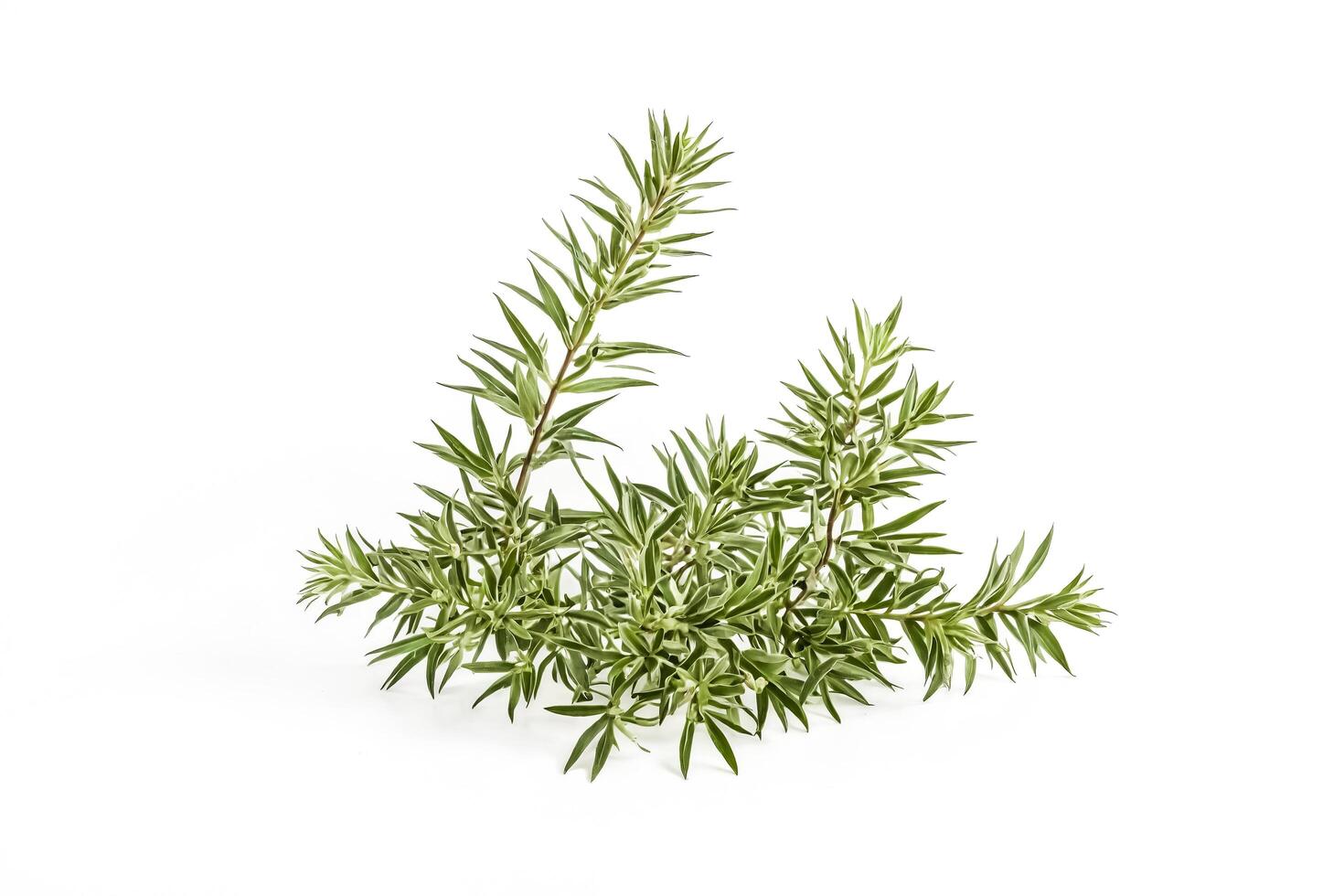 Green plant with thin leaves on white background photo