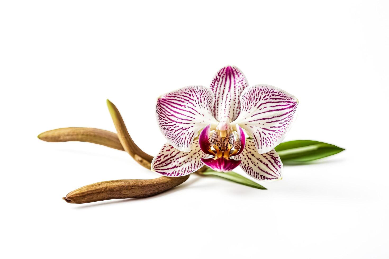 White orchid with pink stripes isolated on white background photo