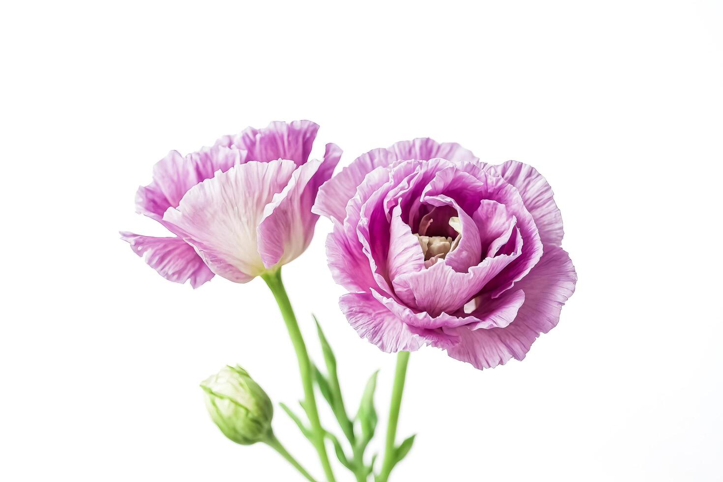 Close-up of a single pink ranunculus bloom on a white background photo