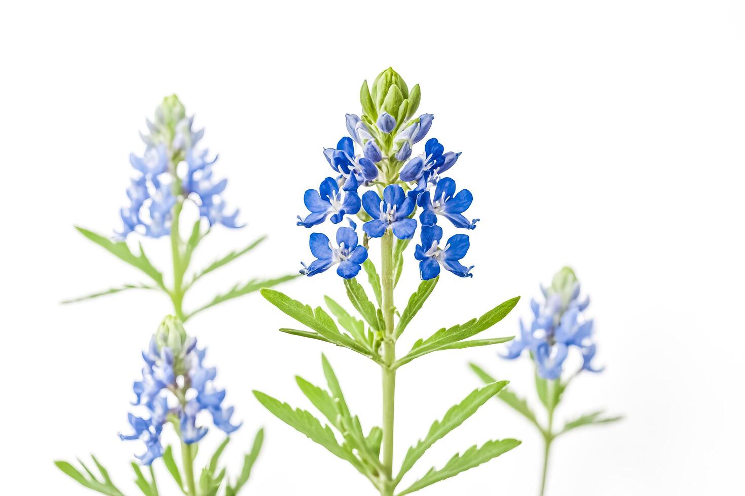 Blue Flowers with Green Stems Against a White Background photo