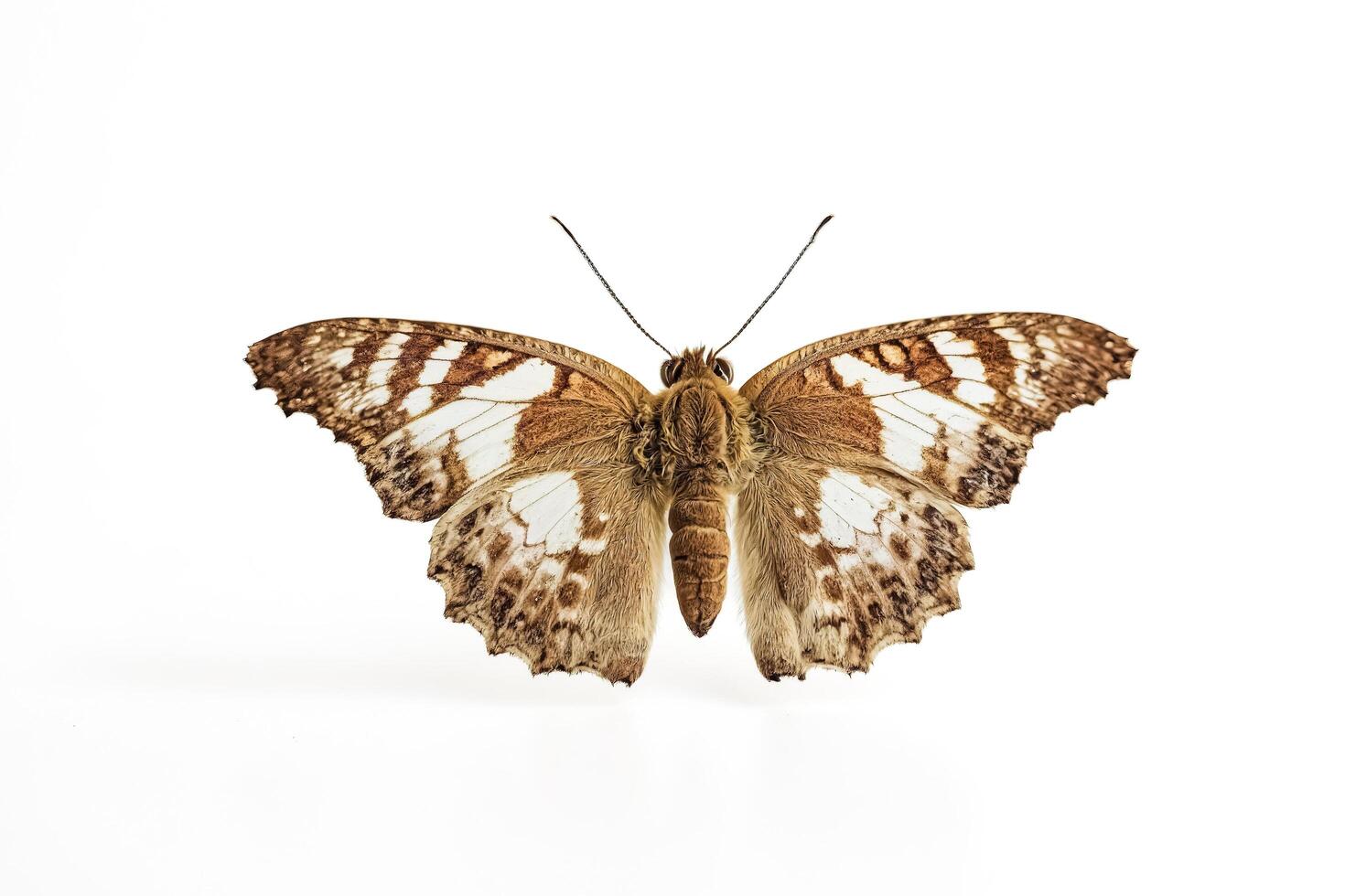 Brown butterfly with white spots on wings isolated on white background photo