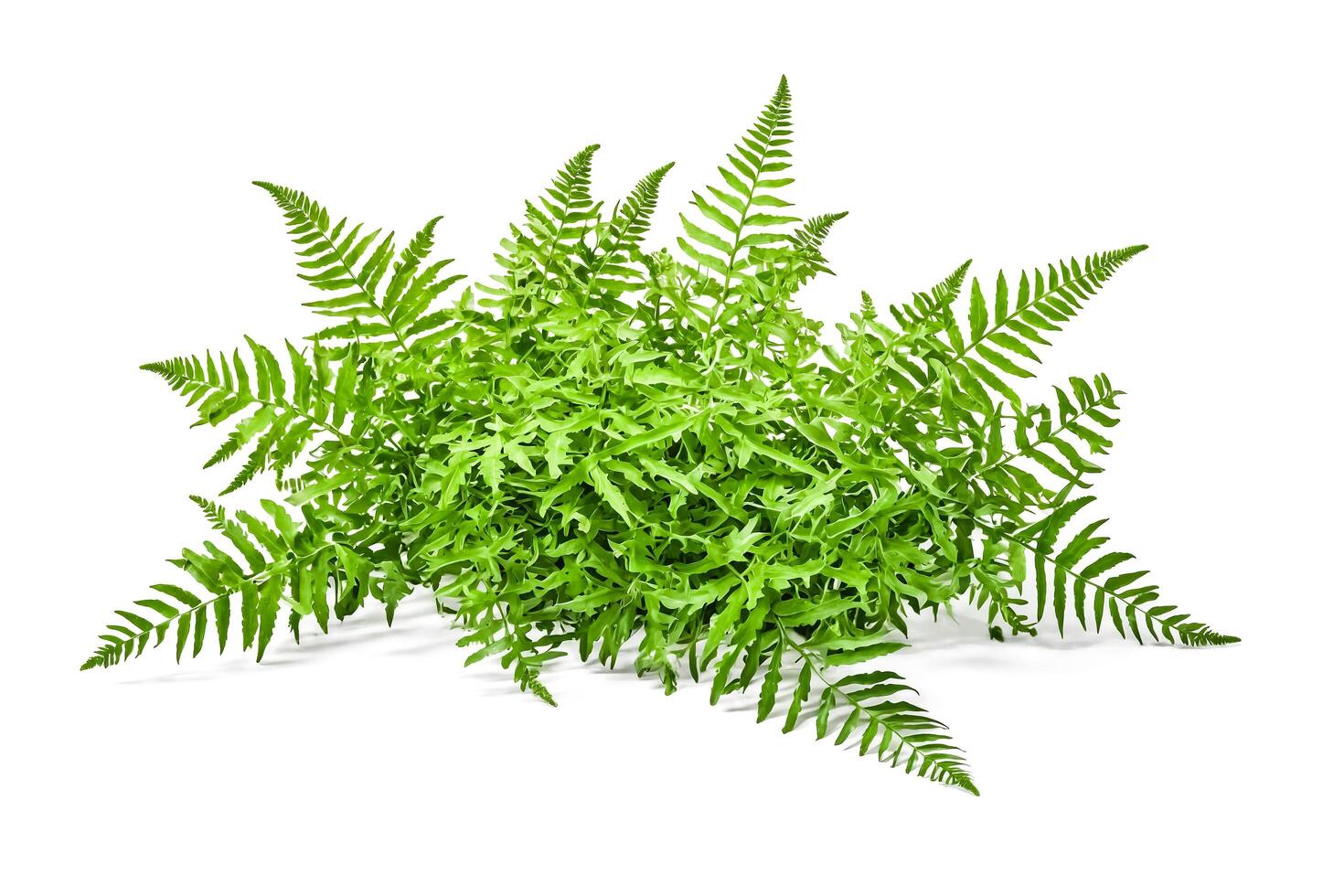 Green Fern Plant Isolated on White Background photo
